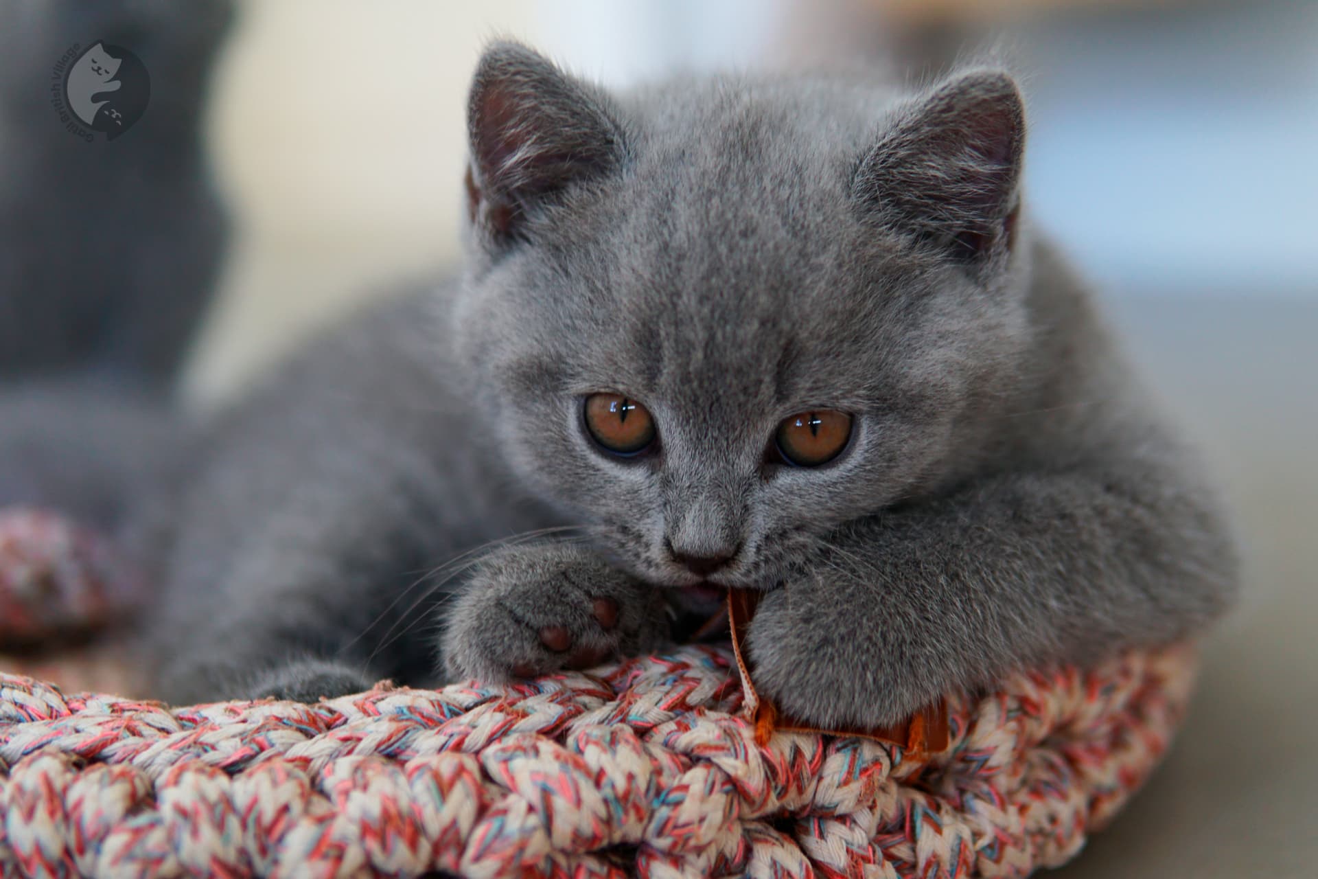 Gatito British Shorthair azul jugando con un juguete de peluche, con expresión de serenidad