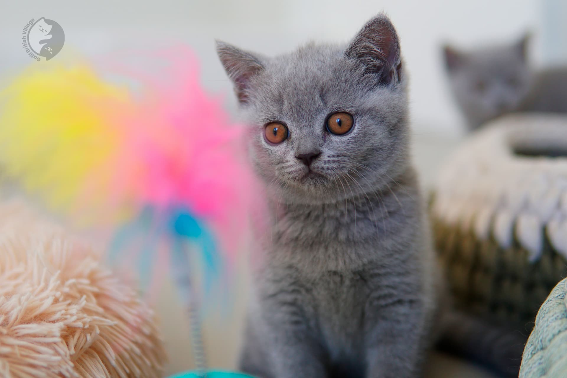 Gatito British Shorthair lila mirando directamente a la cámara, con los ojos entreabiertos