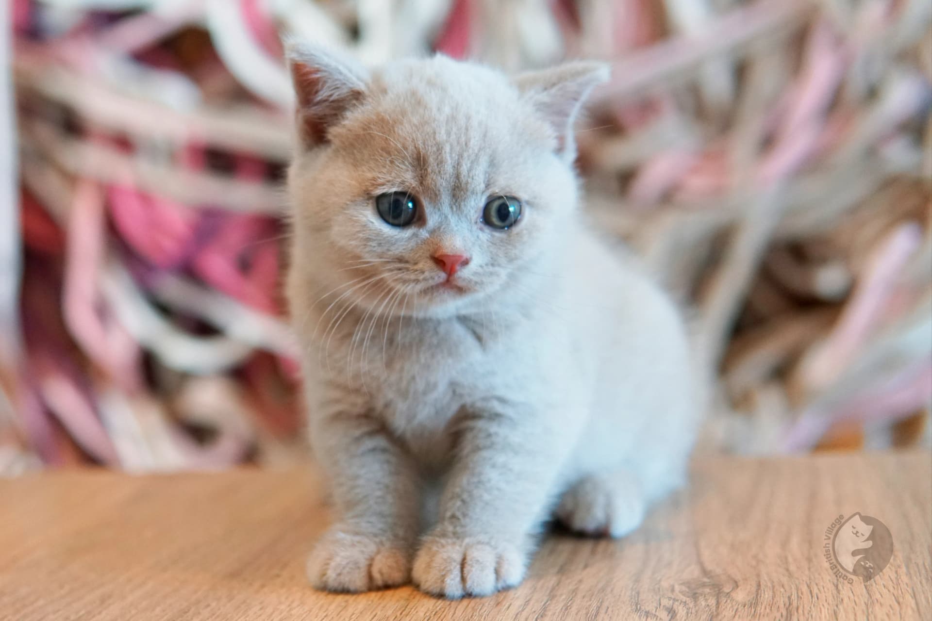 Gatito British Shorthair lila durmiendo profundamente, en un ambiente tranquilo y silencioso