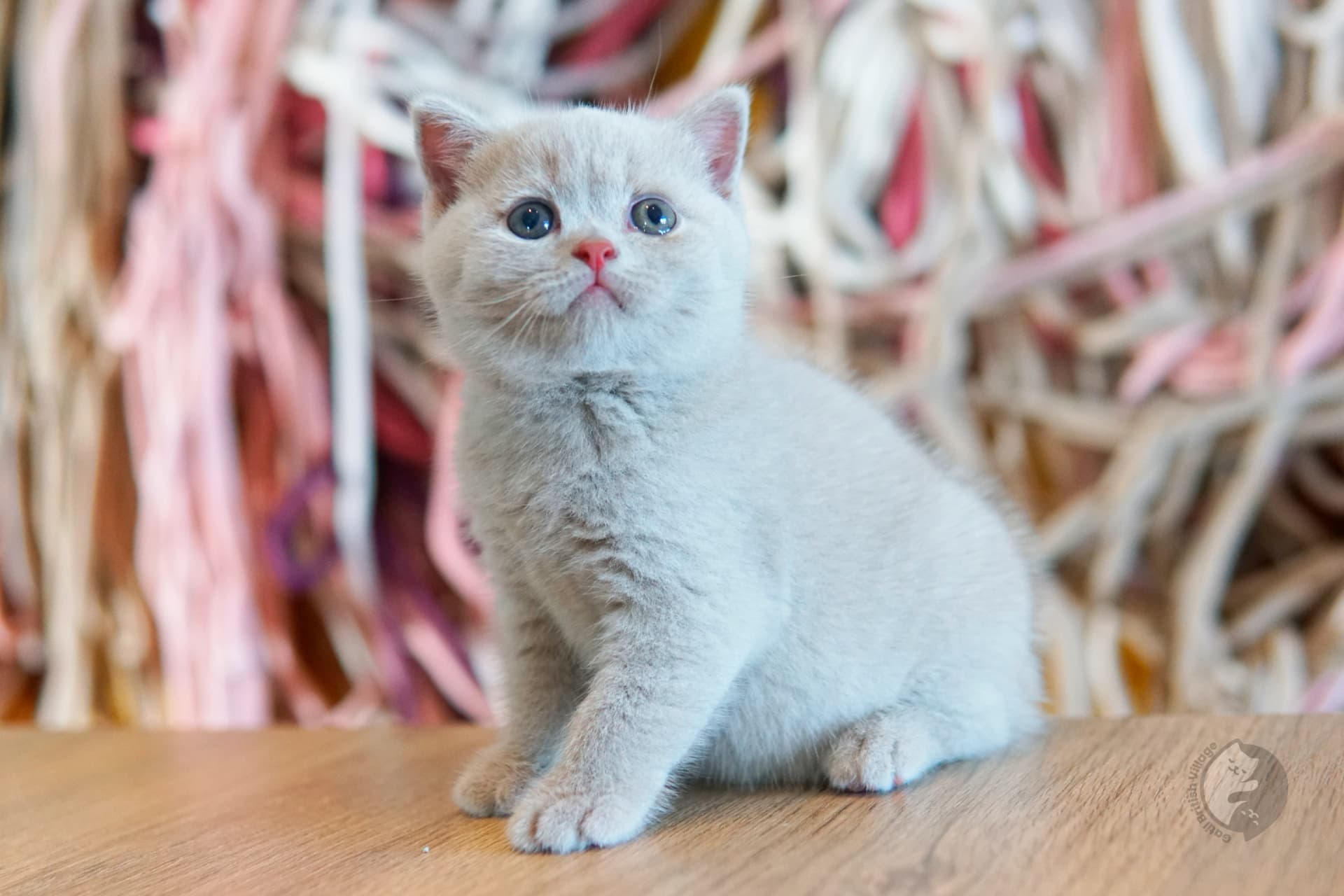 Gatito British Shorthair azul envuelto en una manta rosa claro, junto a otro gatito