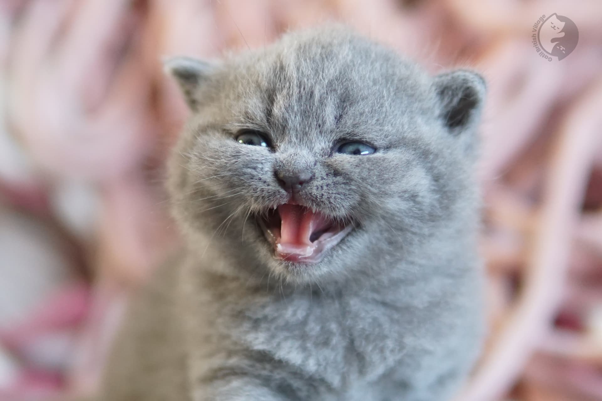 Gatito British Shorthair azul oliendo el entorno con curiosidad, con expresión de serenidad