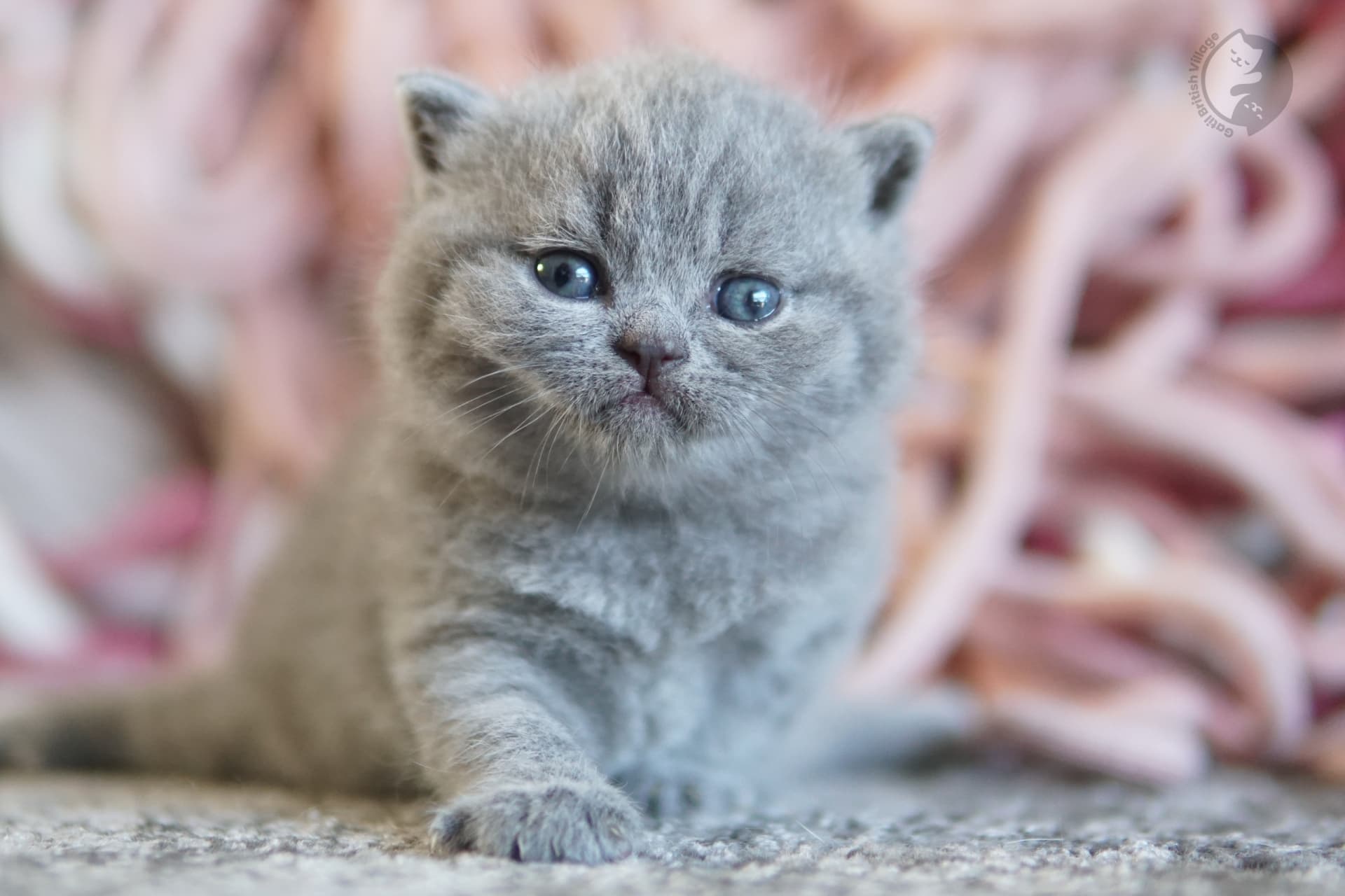 Gatito British Shorthair azul durmiendo profundamente, con expresión de serenidad