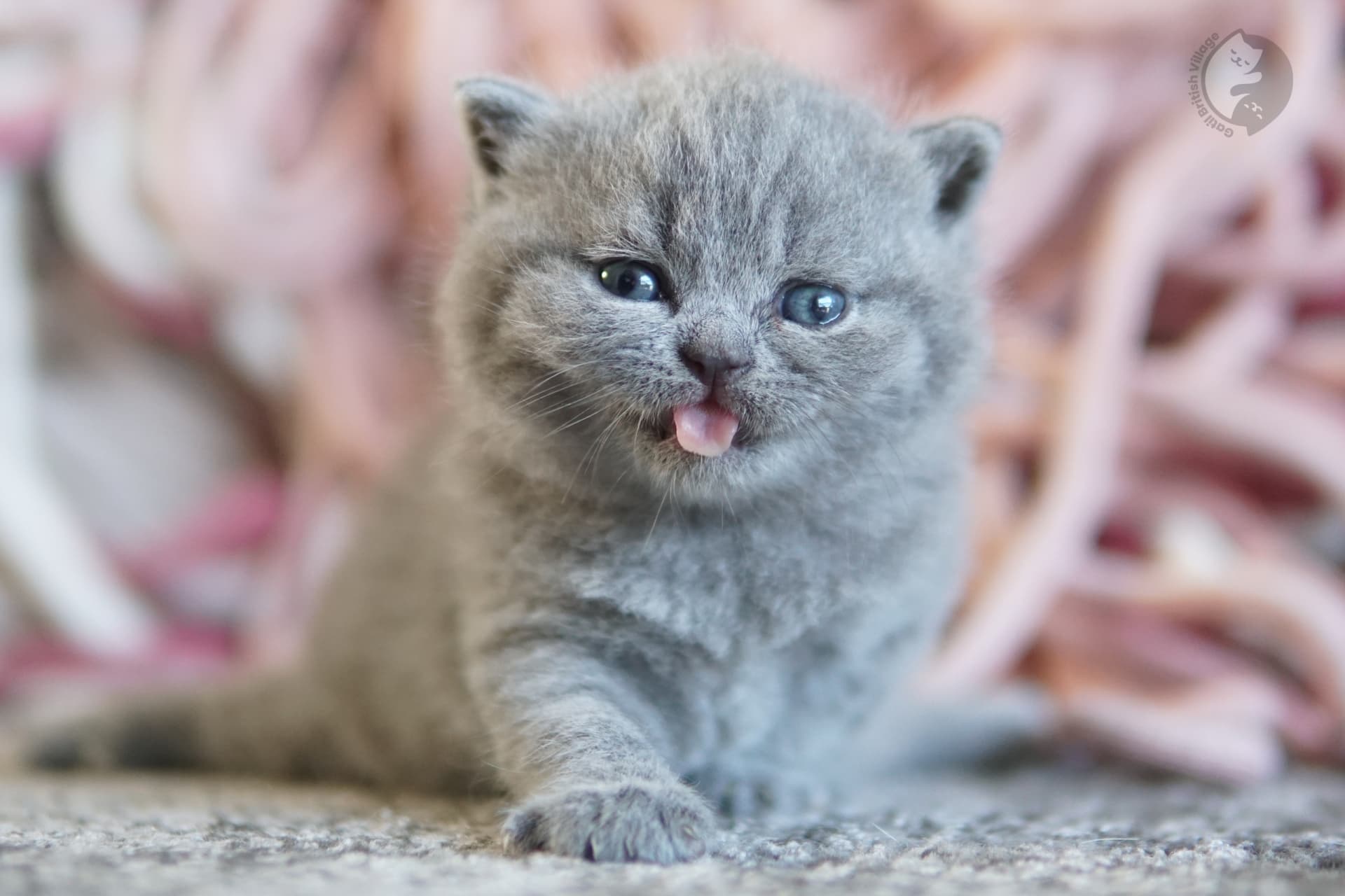 Gatito British Shorthair azul con las patitas estiradas sobre la manta, en posición relajada y tranquila