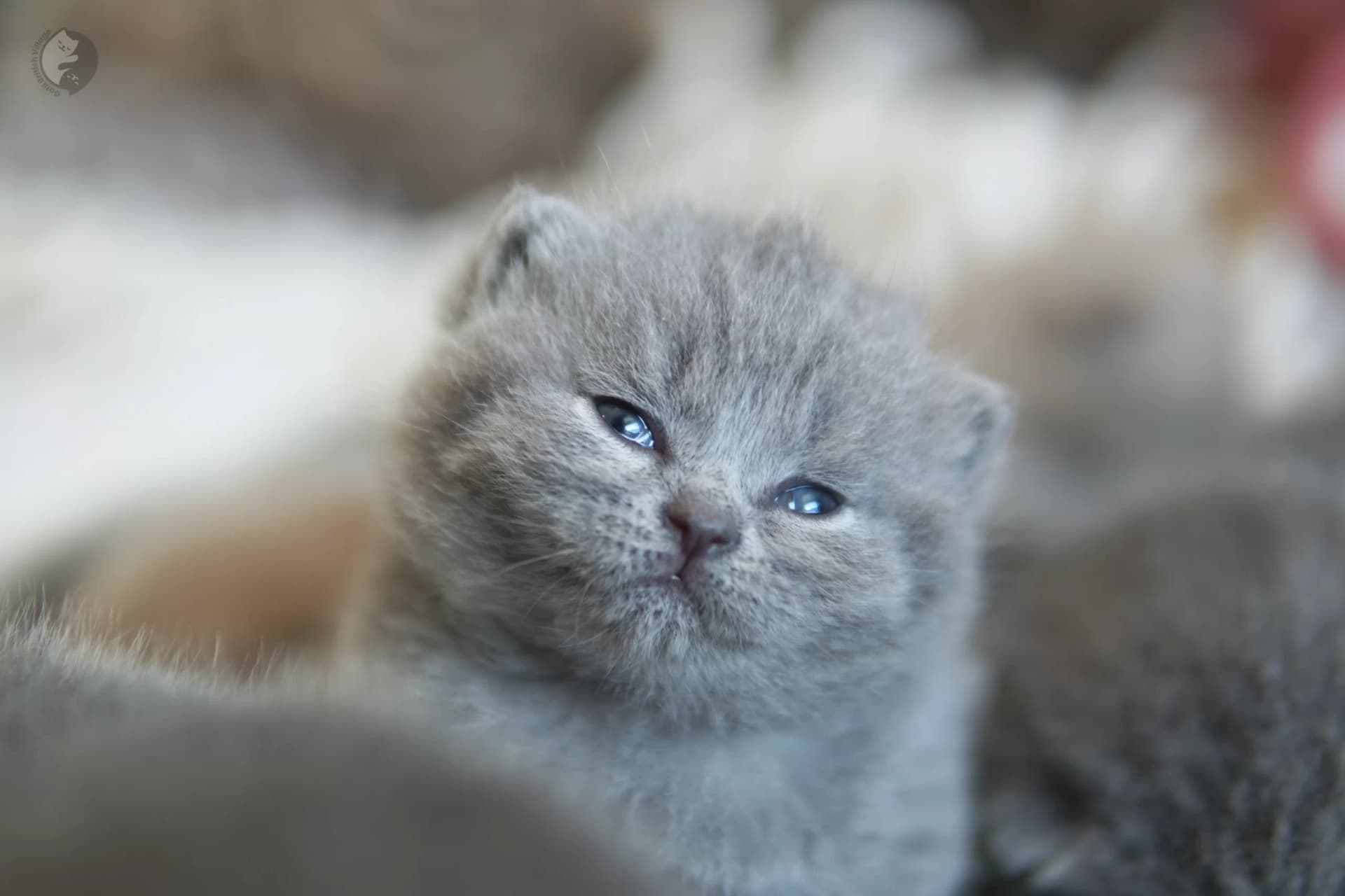 Gatito British Shorthair azul con las patitas estiradas sobre la manta, en un ambiente tranquilo y silencioso