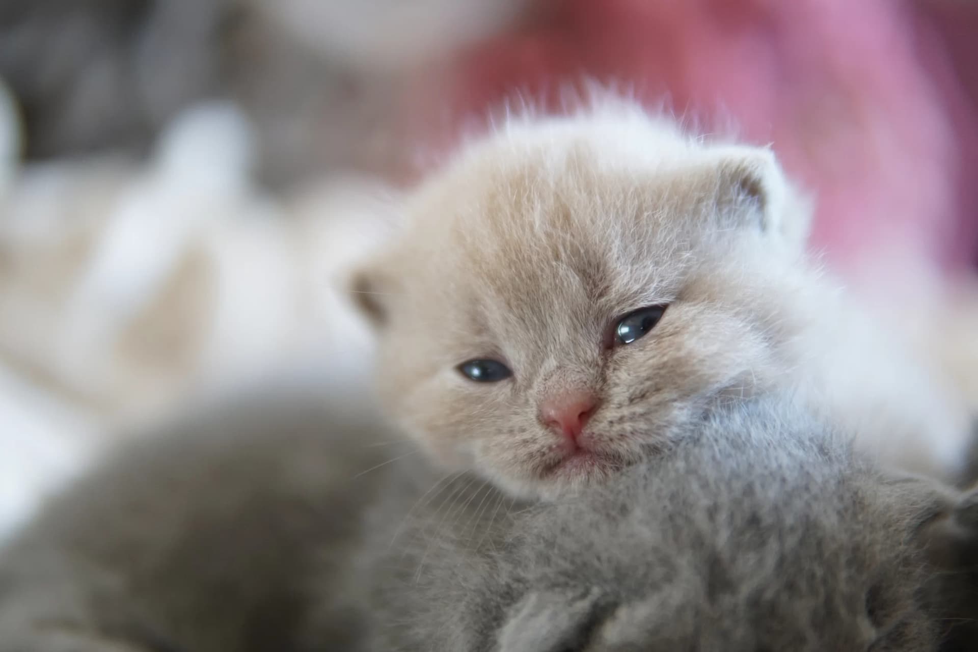 Gatito British Shorthair azul envuelto en manta tejida, en posición relajada y tranquila