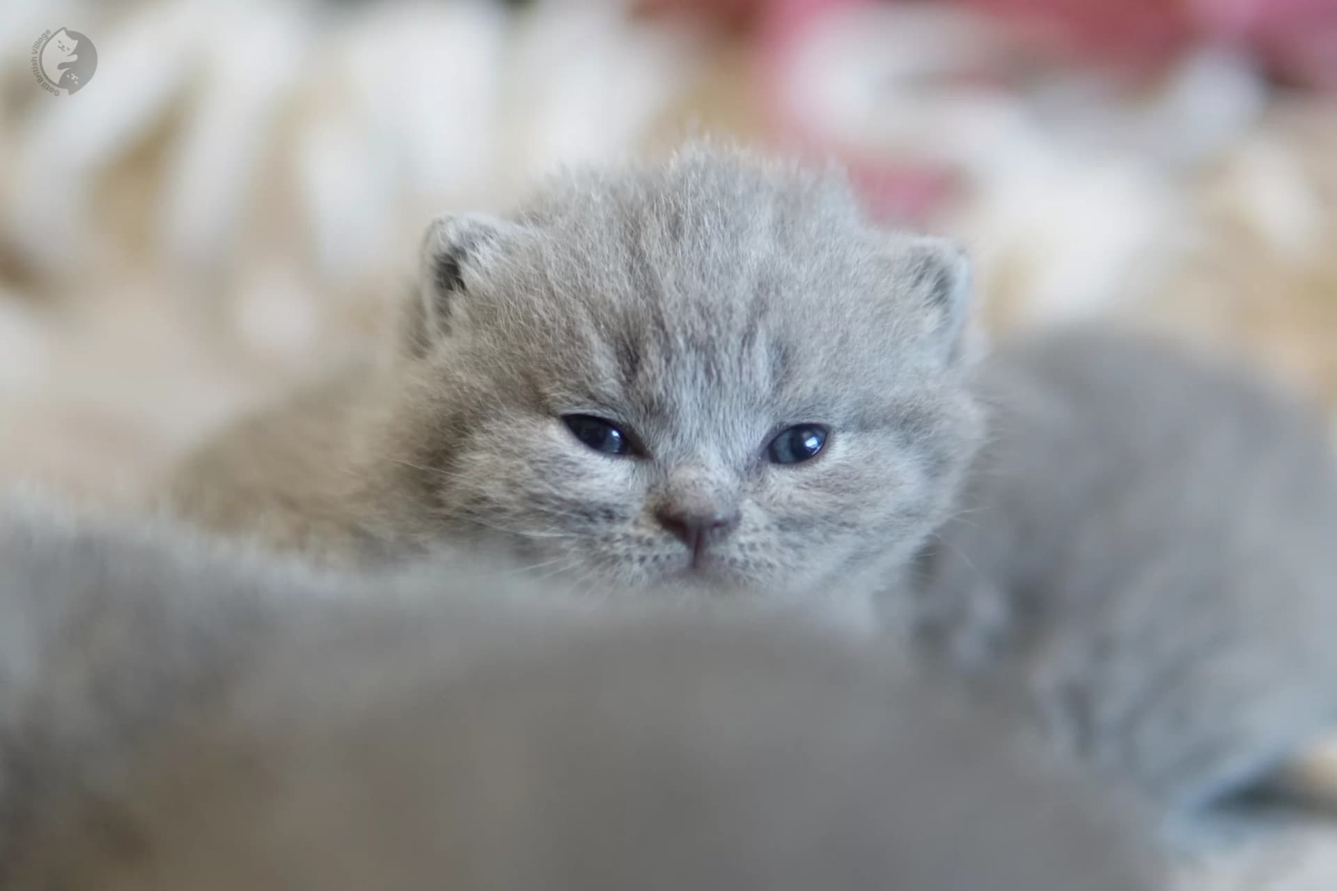 Gatito British Shorthair azul jugando con un juguete de peluche, en estudio con fondo neutro
