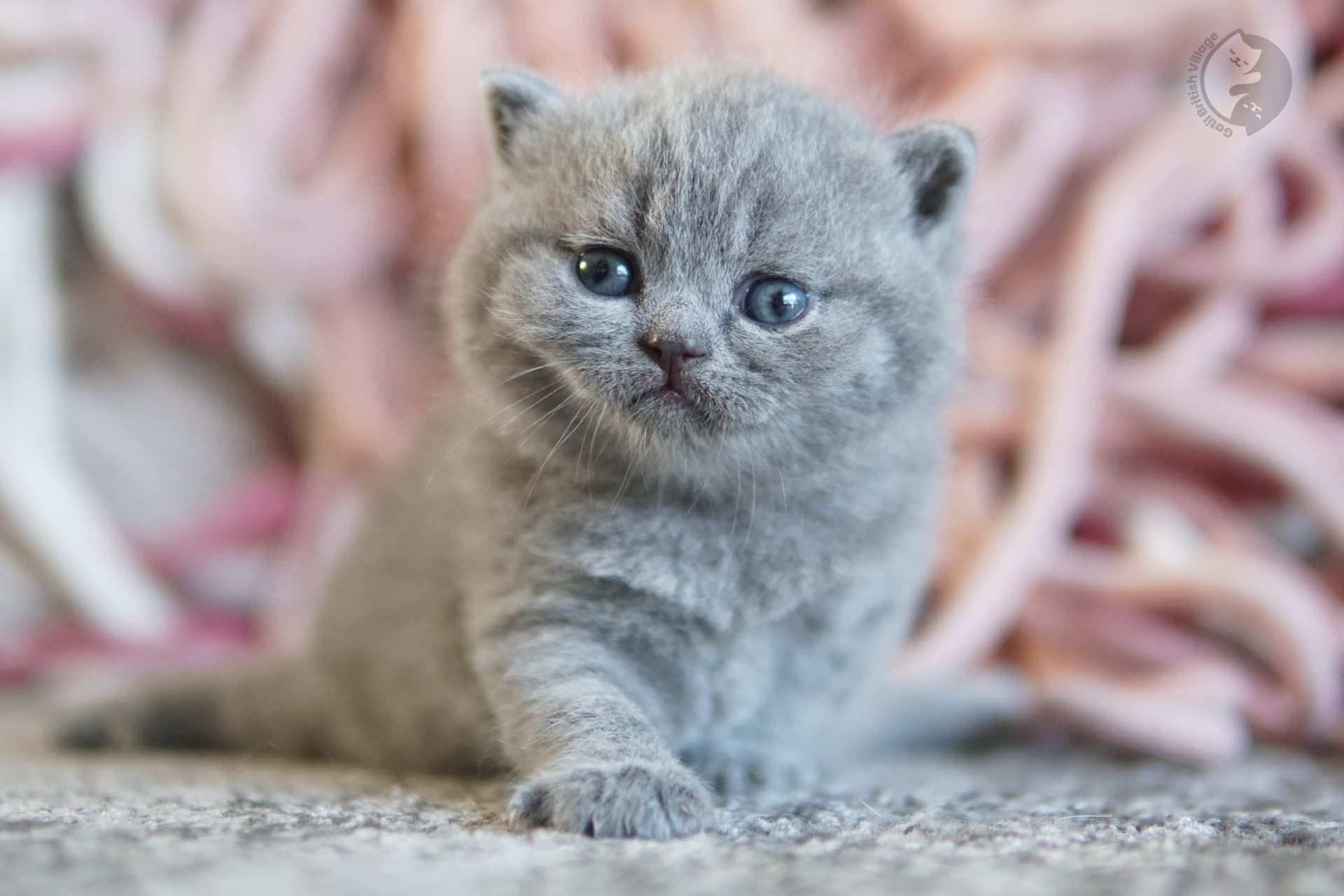 Gatito British Shorthair lila envuelto en una manta rosa claro, en posición relajada y tranquila