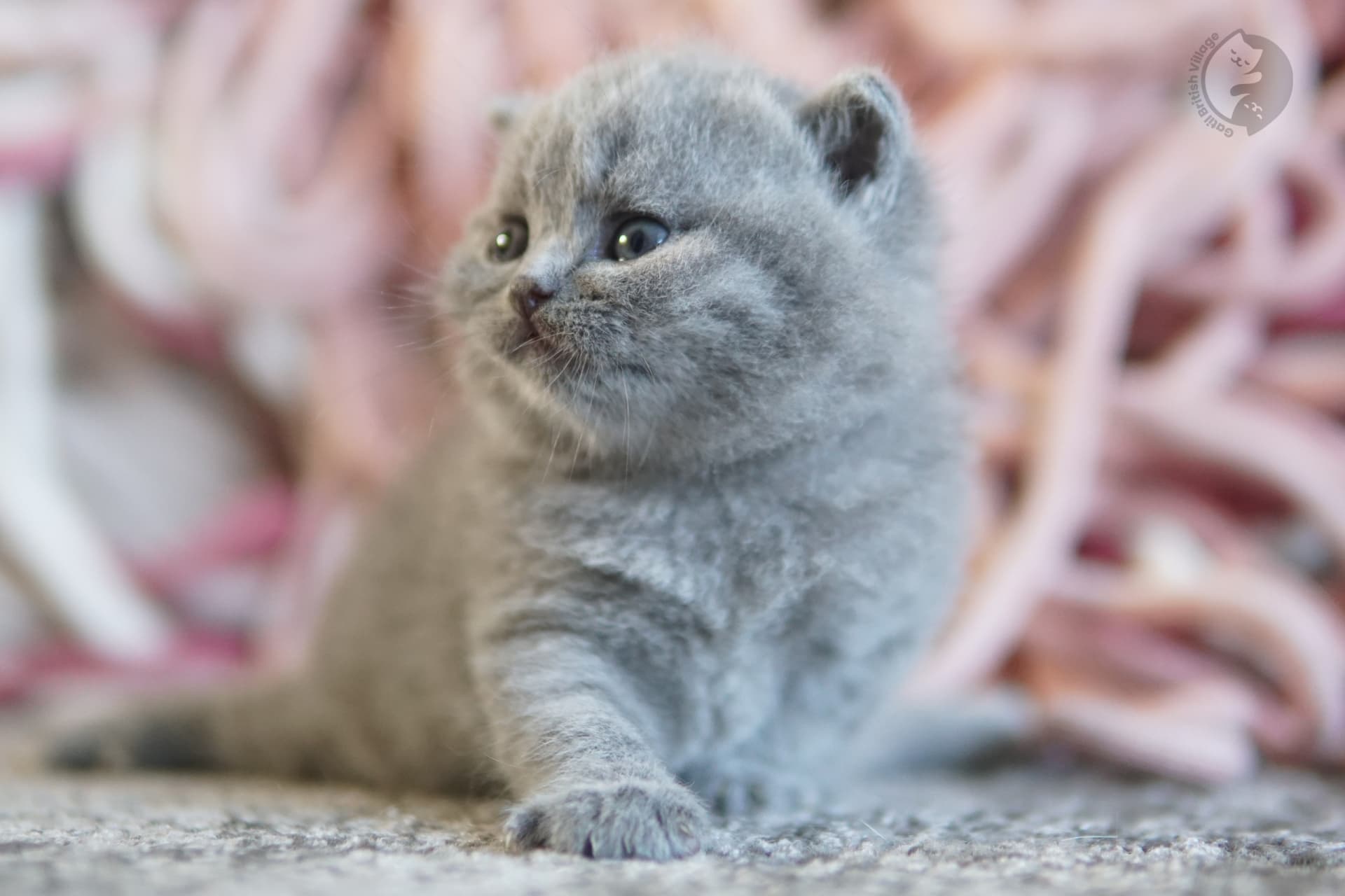 Gatito British Shorthair lila durmiendo profundamente, con expresión de serenidad