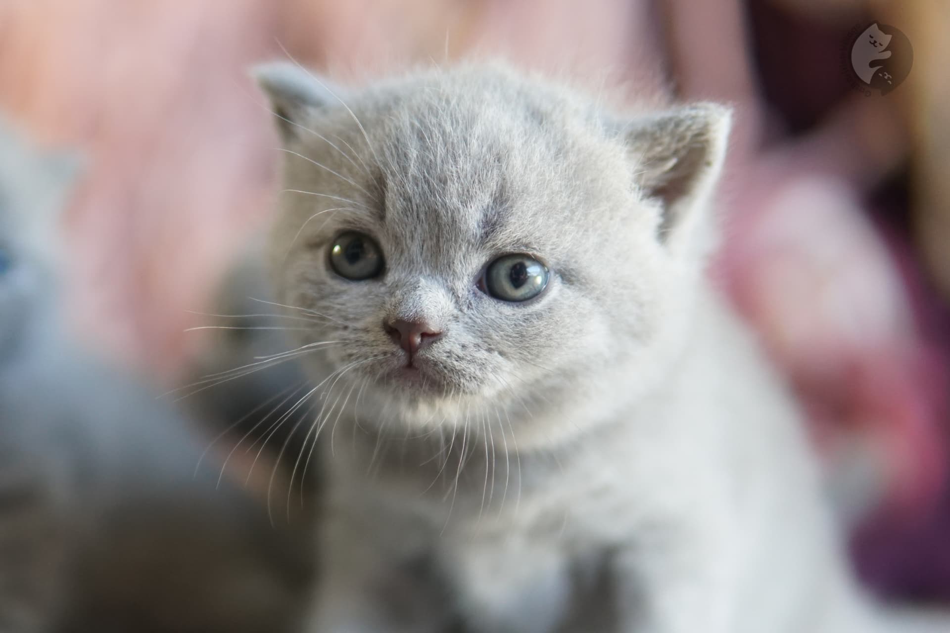 Gatito British Shorthair azul jugando con un juguete de peluche, en un ambiente tranquilo y silencioso