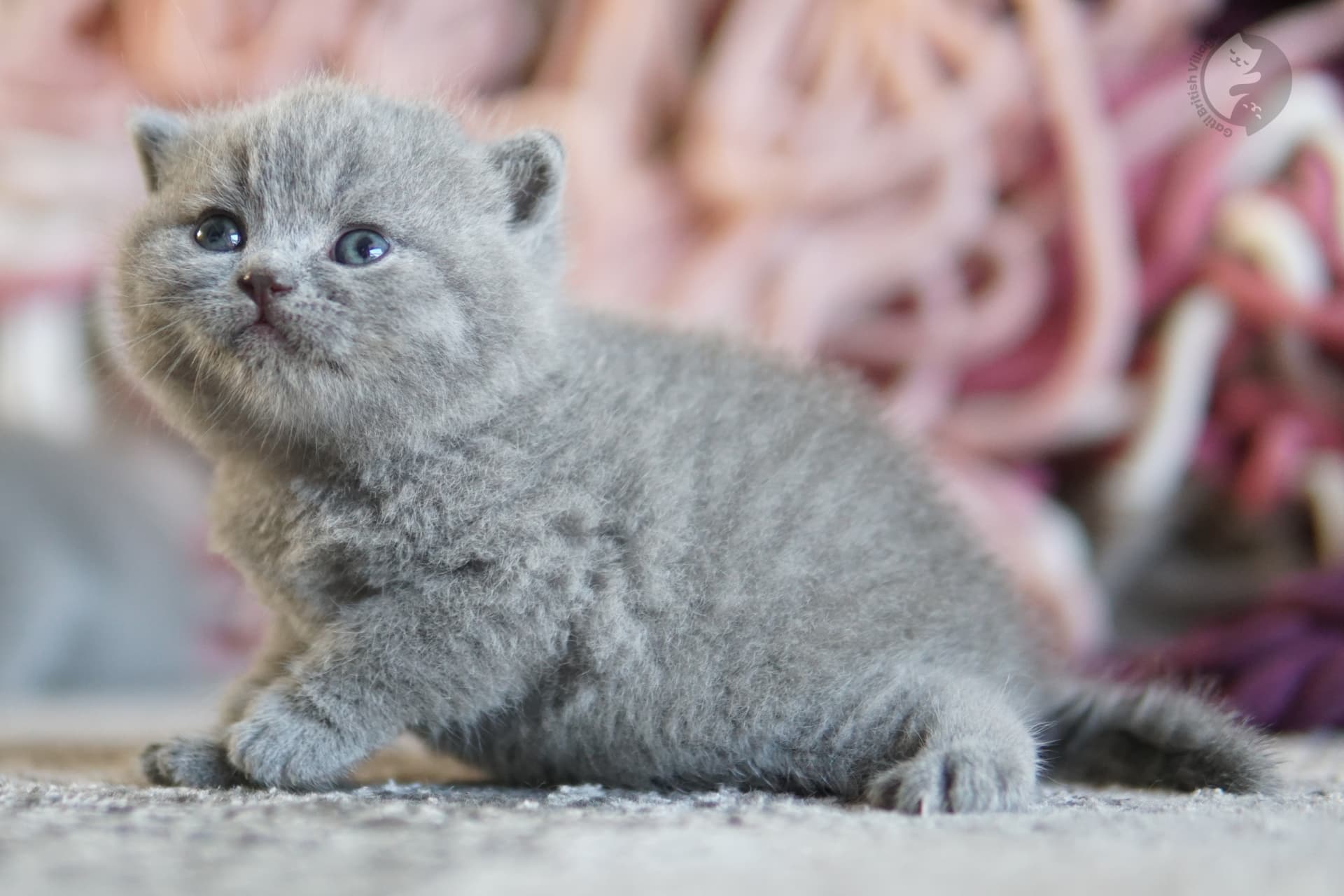 Gatito British Shorthair azul mirando directamente a la cámara, bajo una suave luz natural