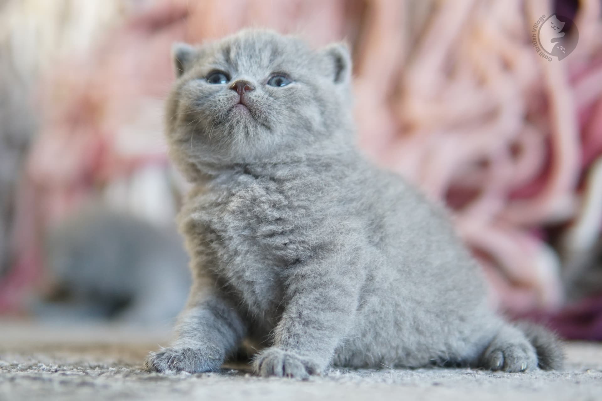 Gatito British Shorthair lila envuelto en manta tejida, bajo una suave luz natural