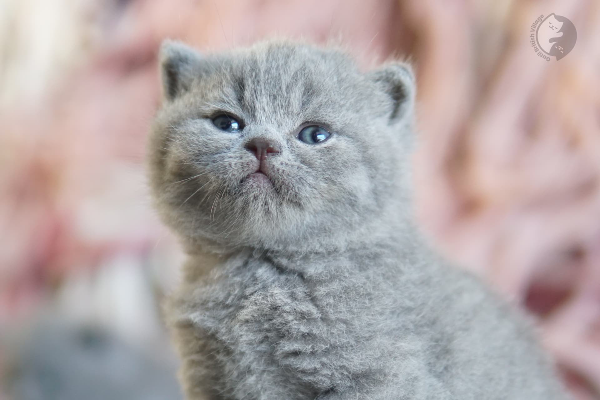 Gatito British Shorthair lila envuelto en una manta rosa claro, junto a otro gatito