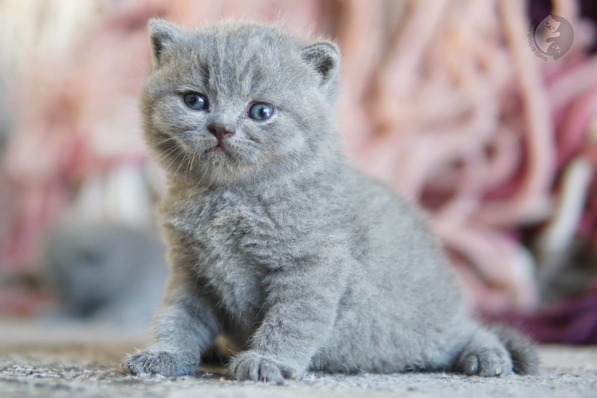 Gatito British Shorthair lila mirando directamente a la cámara, junto a otro gatito