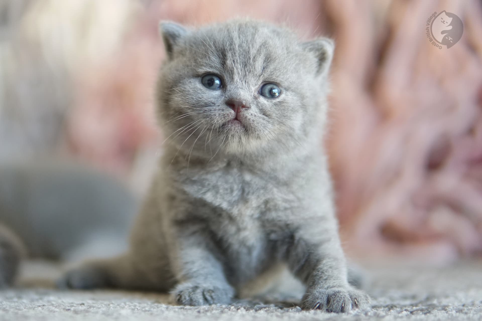 Gatito British Shorthair azul con orejas alertas, con bigotes bien visibles