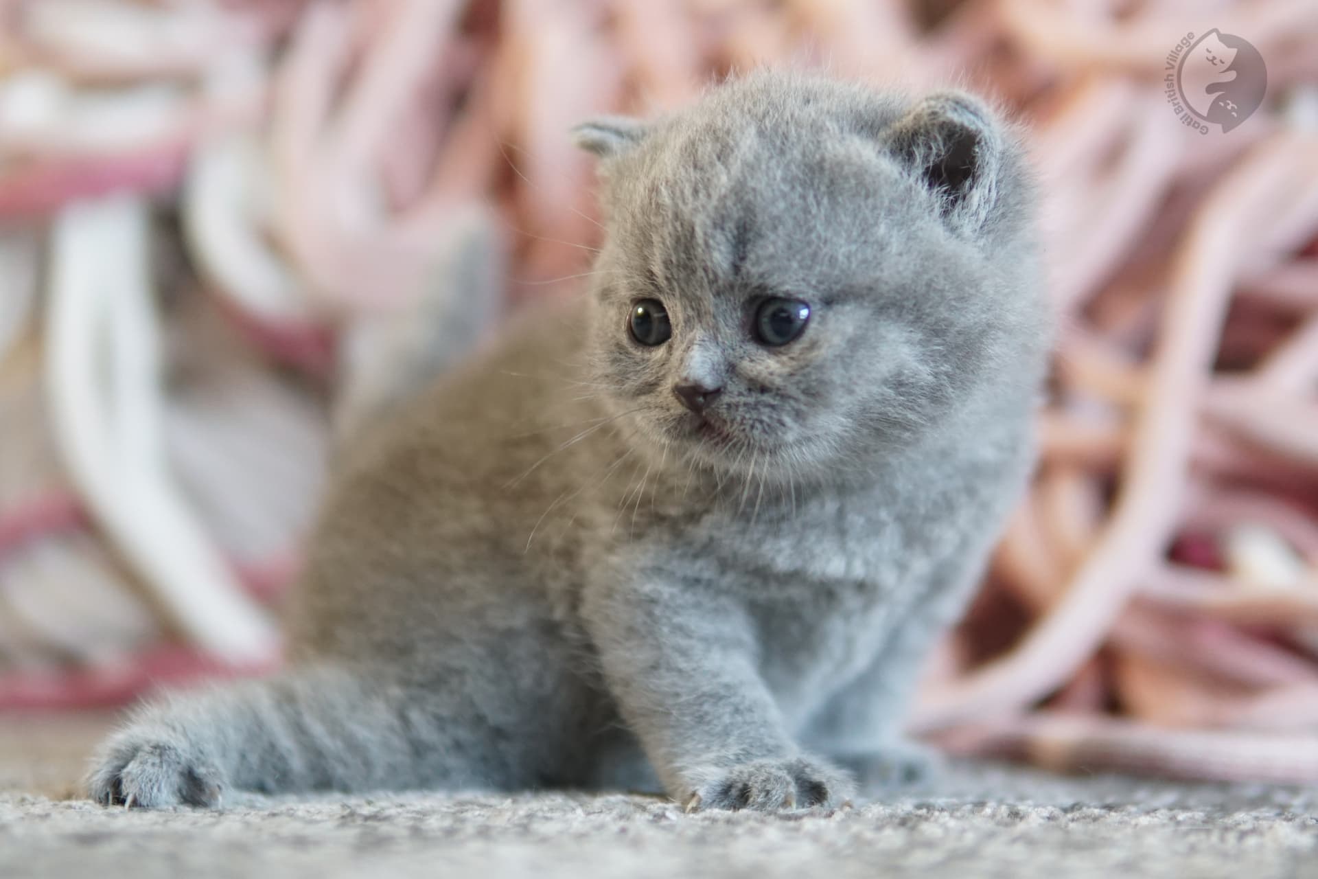 Gatito British Shorthair lila jugando con un juguete de peluche, en un ambiente tranquilo y silencioso