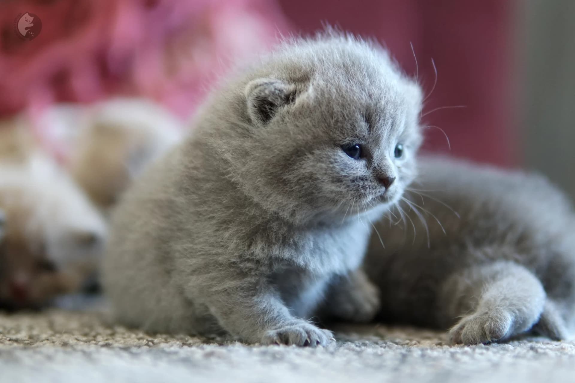 Gatito British Shorthair lila con orejas alertas, en posición relajada y tranquila