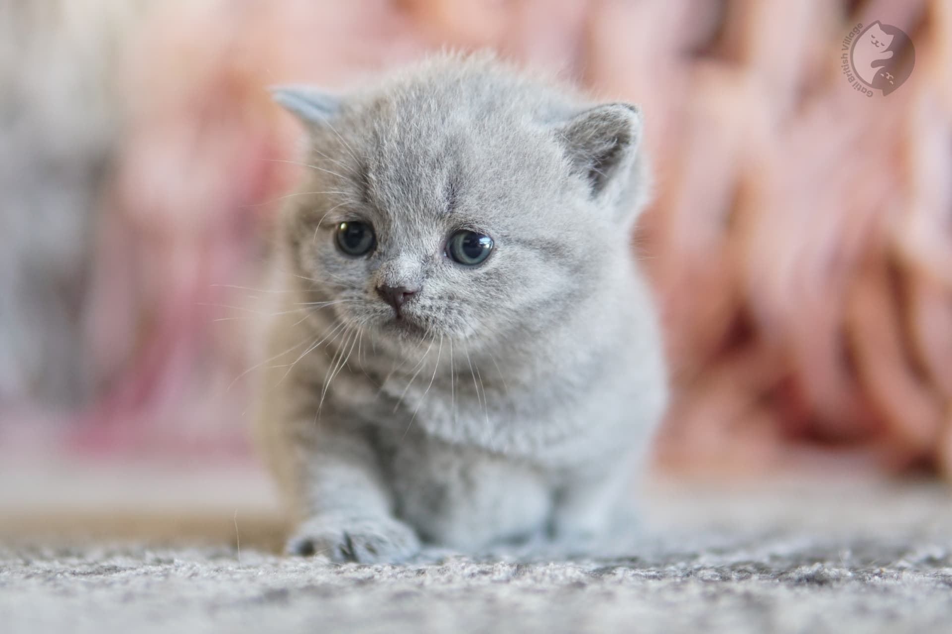 Cachorro British Shorthair lila envuelto en una manta rosa clara, bajo luz natural suave