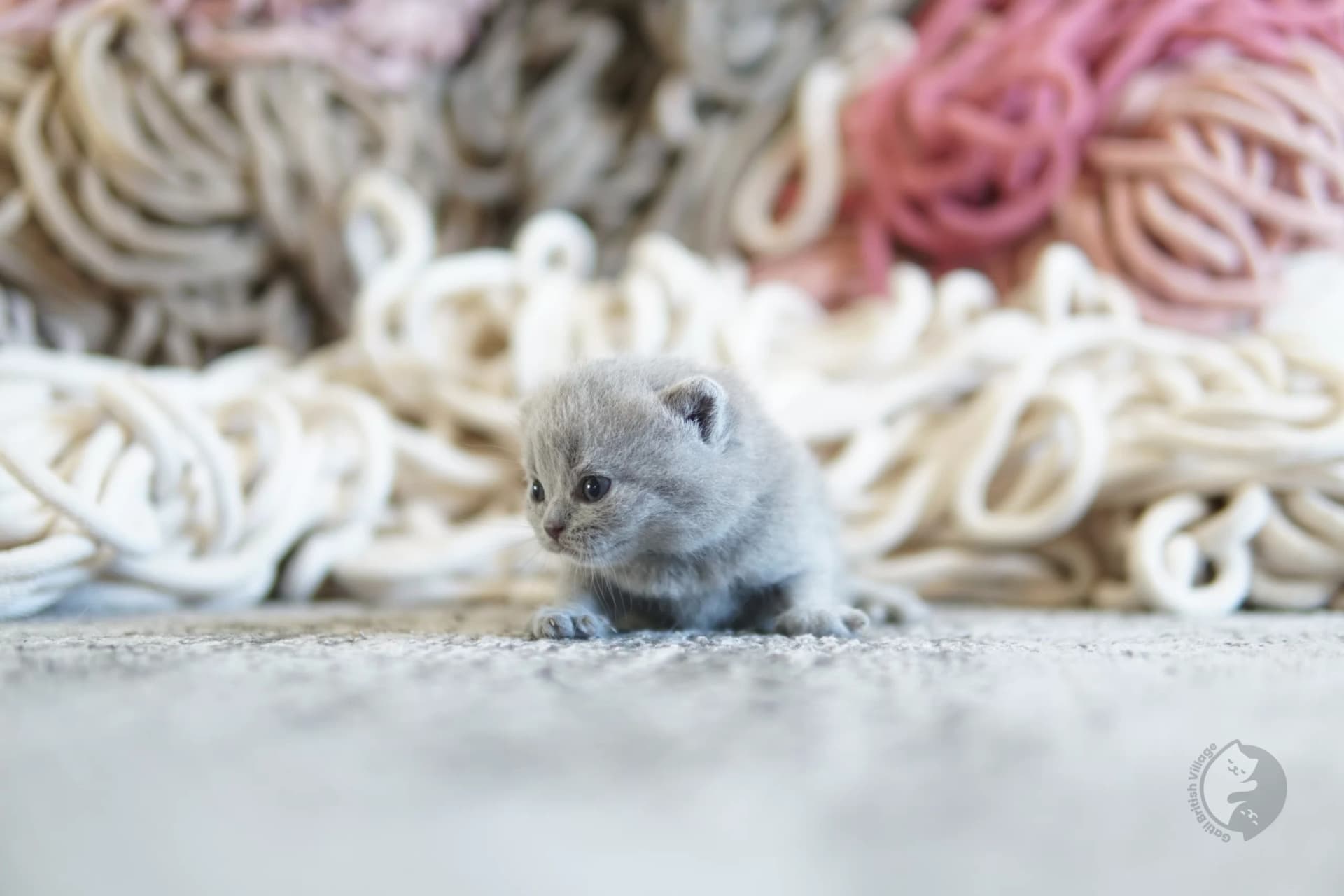 Cachorro British Shorthair lila acostado entre cojines mullidos, en un escenario invernal con tonos pastel