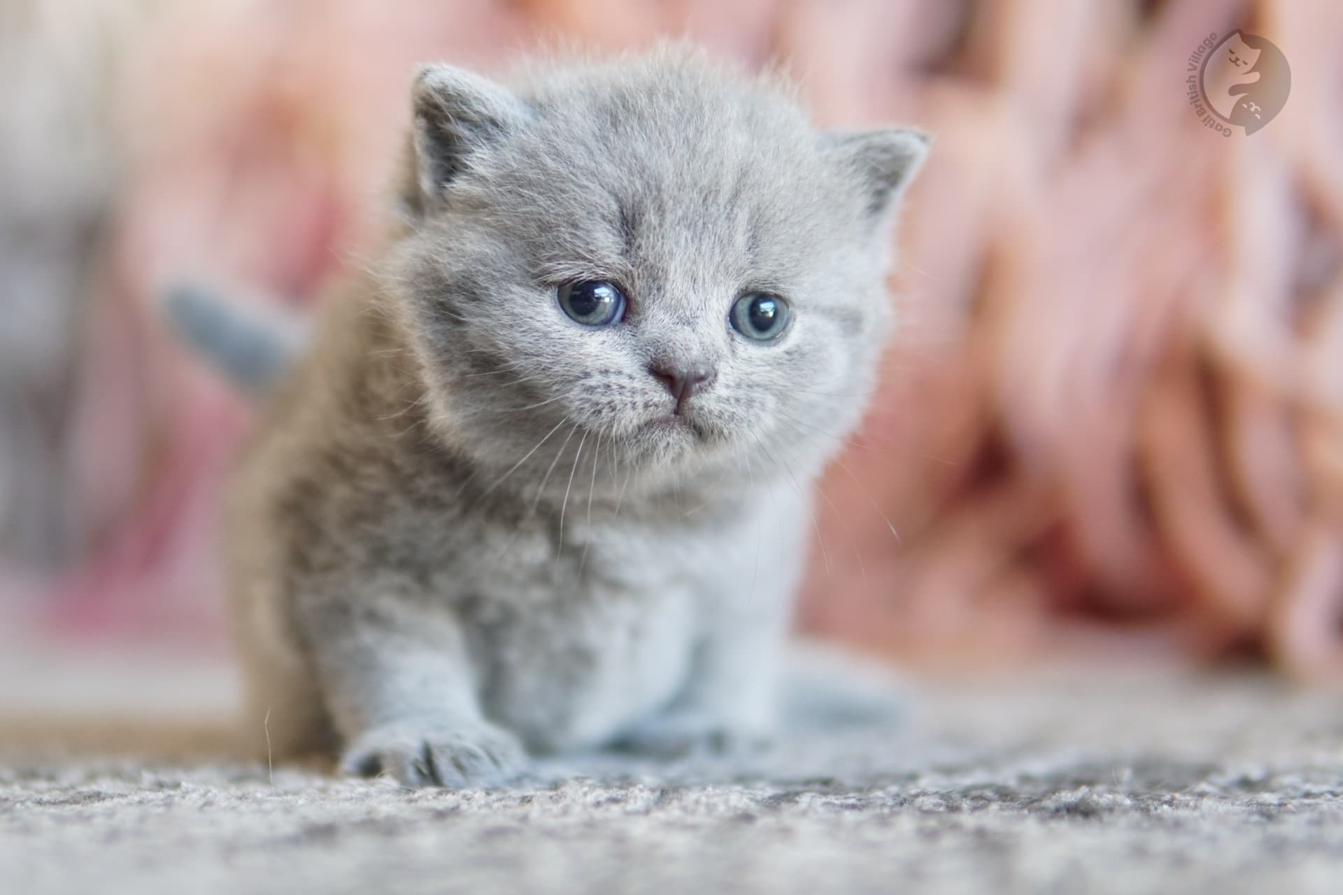 Cachorro British Shorthair lila jugando con un peluche, junto a otro cachorro