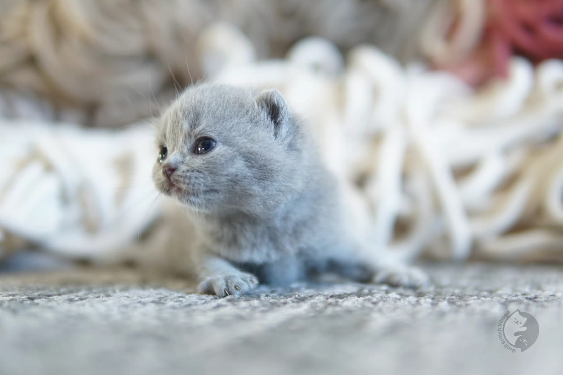 Cachorro British Shorthair azul acostado entre cojines mullidos, con expresión de serenidad