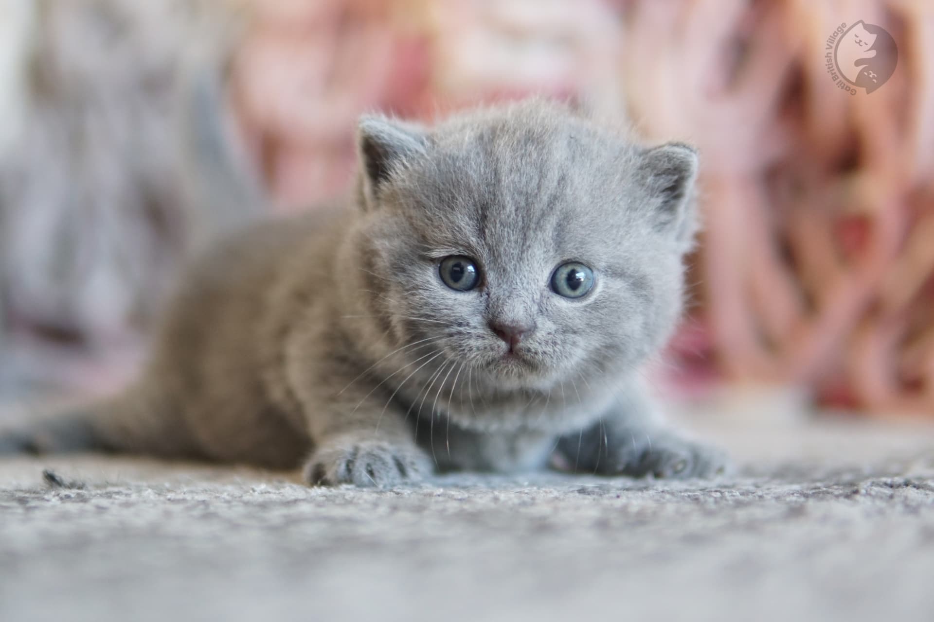 Cachorro British Shorthair azul con las orejas alertas, bajo luz natural suave