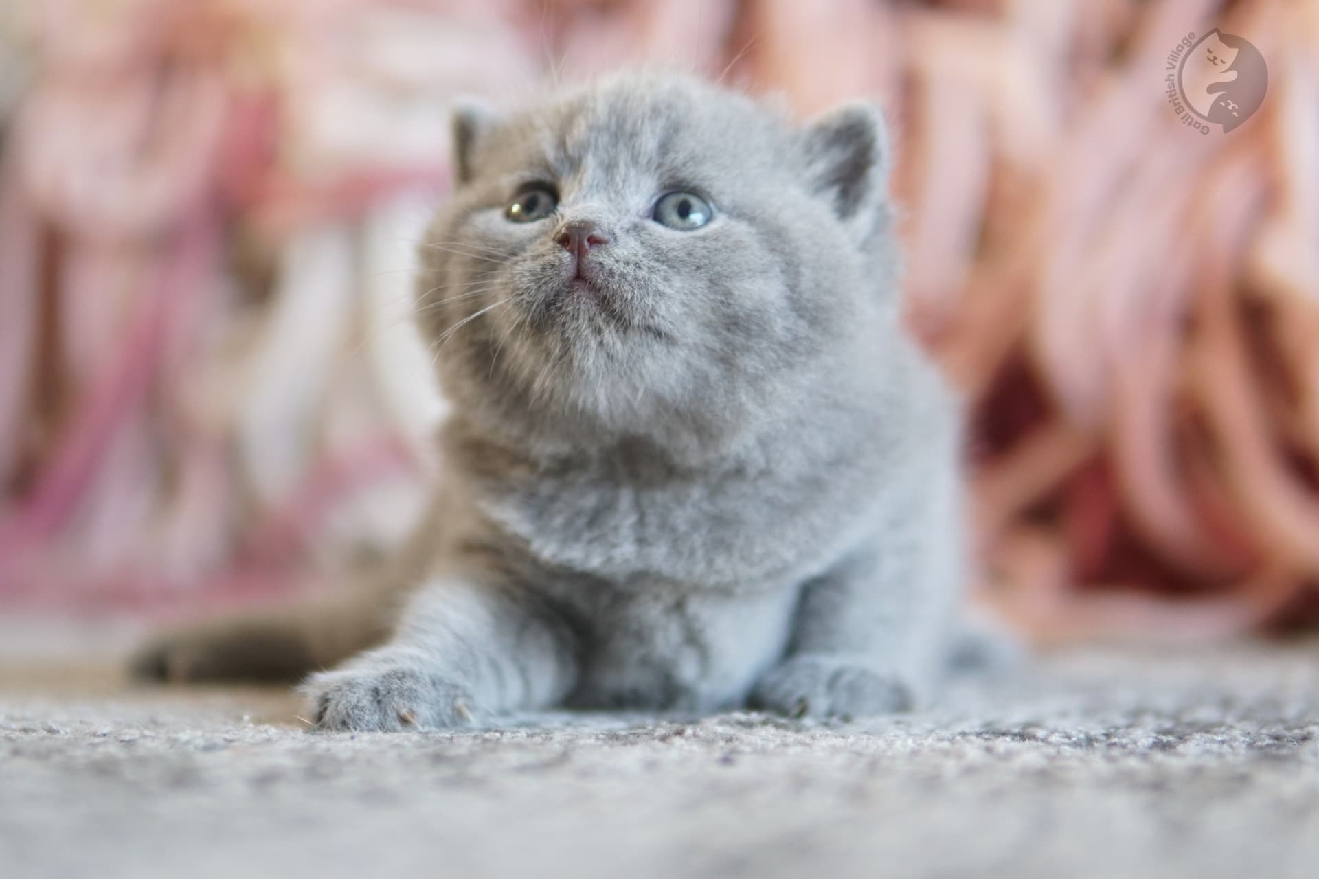 Cachorro British Shorthair azul envuelto en una manta rosa clara, en estudio con fondo neutro