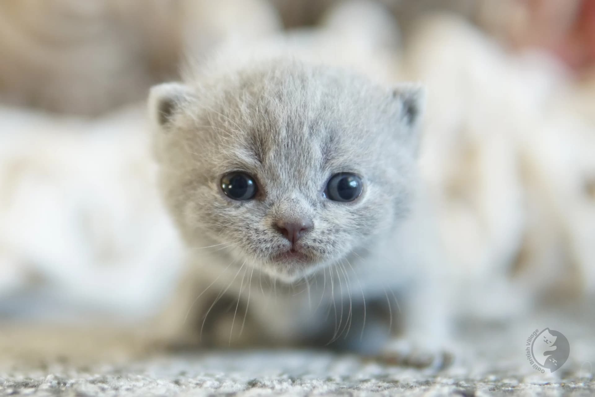 Cachorro British Shorthair azul acostado entre cojines mullidos, junto a otro cachorro