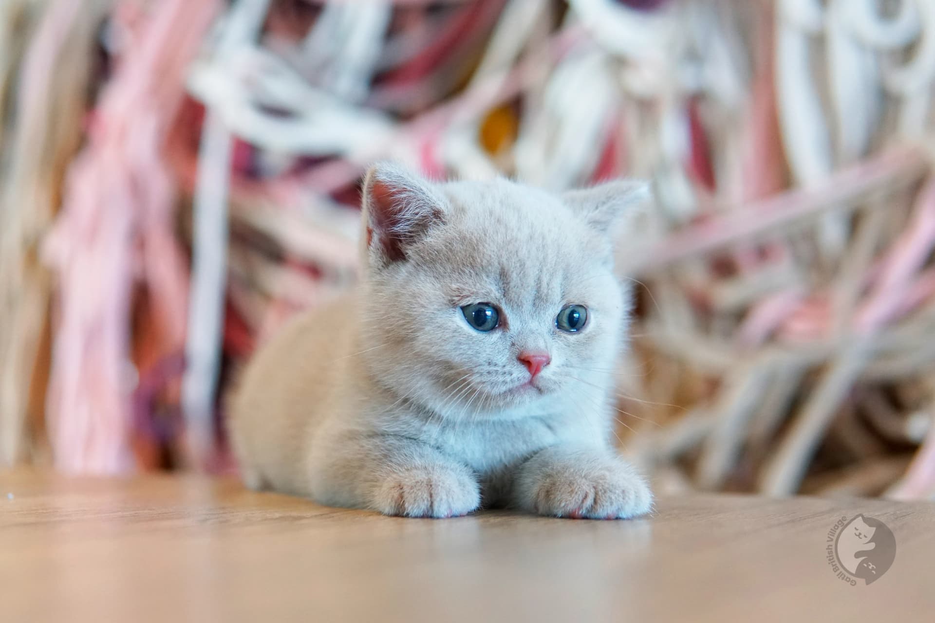 Cachorro British Shorthair azul con las orejas alertas, en un entorno tranquilo y silencioso