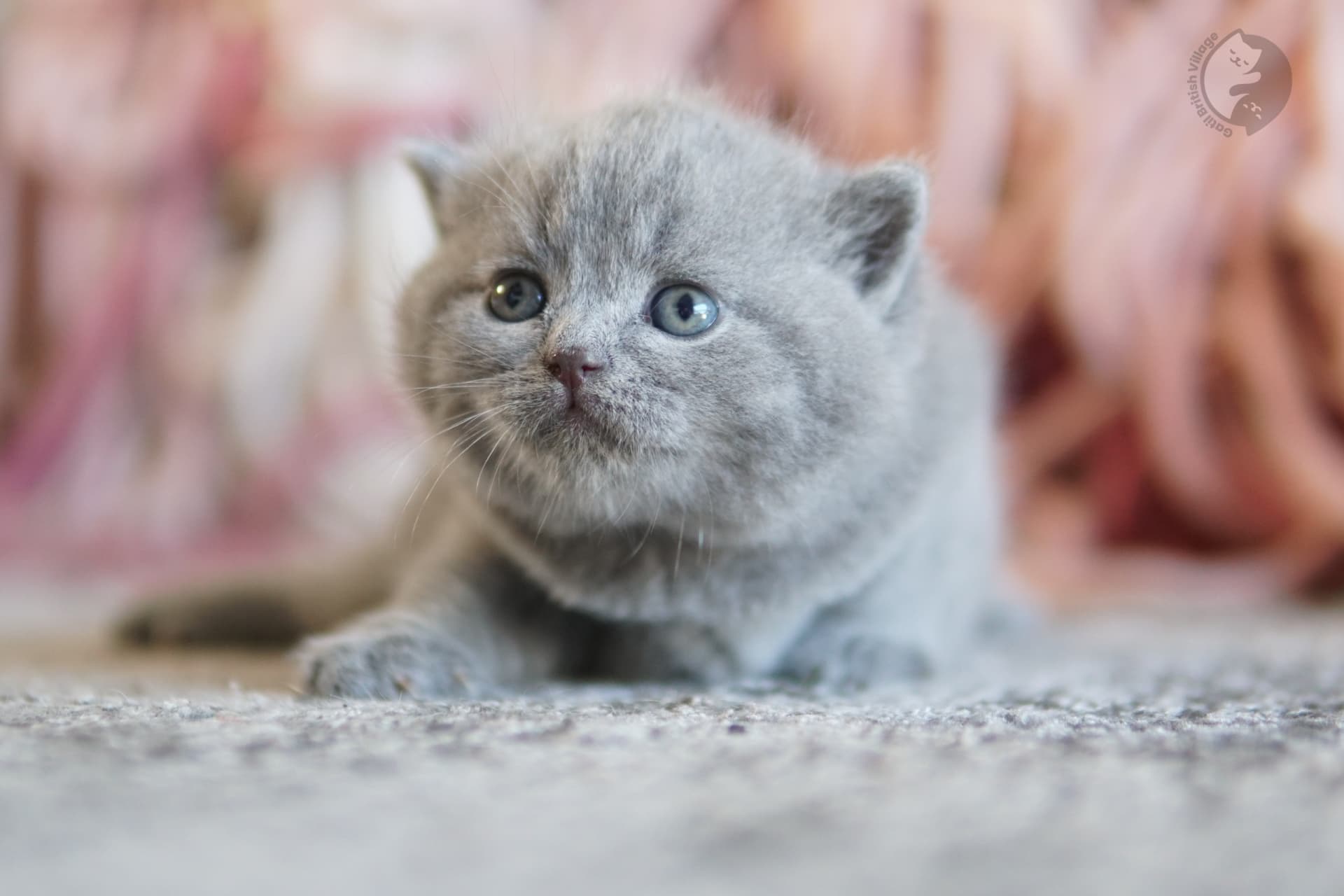 Cachorro British Shorthair lila con las patitas estiradas sobre la manta, en posición relajada y tranquila