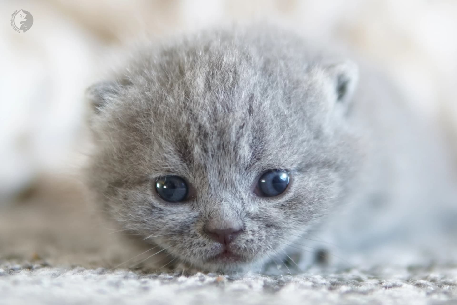 Cachorro British Shorthair lila oliendo el entorno con curiosidad, bajo luz natural suave