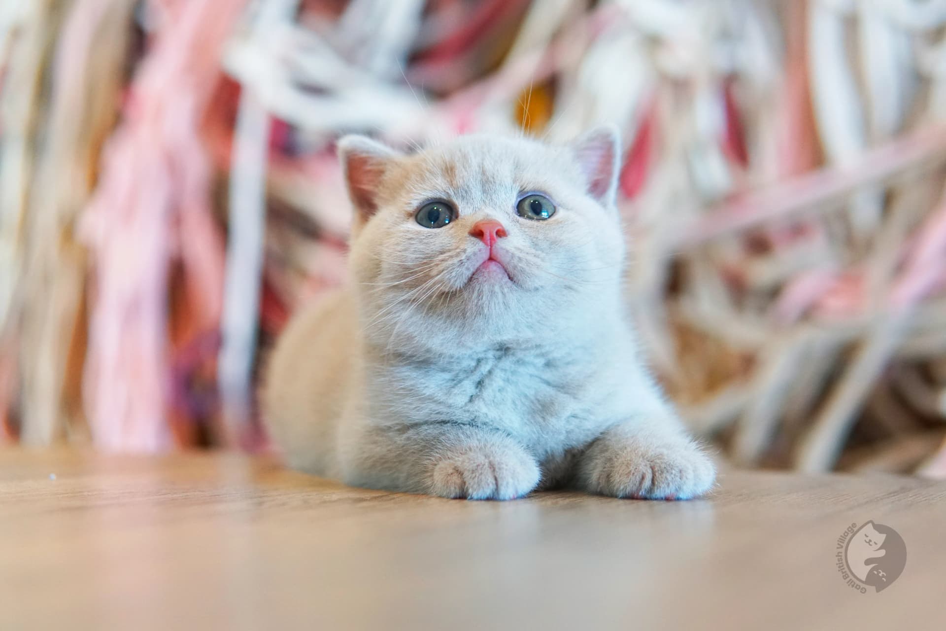 Cachorro British Shorthair lila oliendo el entorno con curiosidad, en estudio con fondo neutro