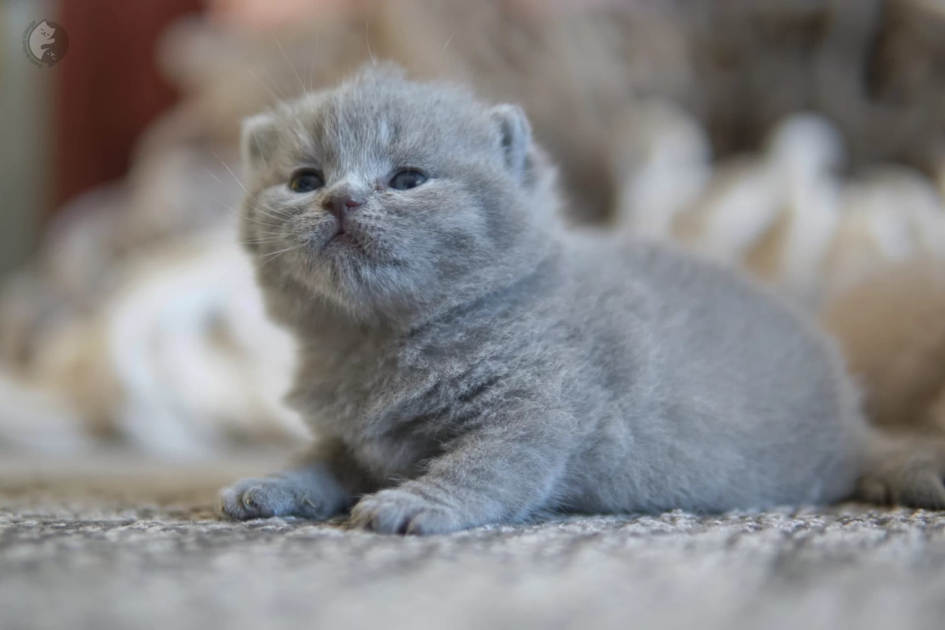 Cachorro British Shorthair azul sentado sobre una manta de algodón, en posición relajada y tranquila