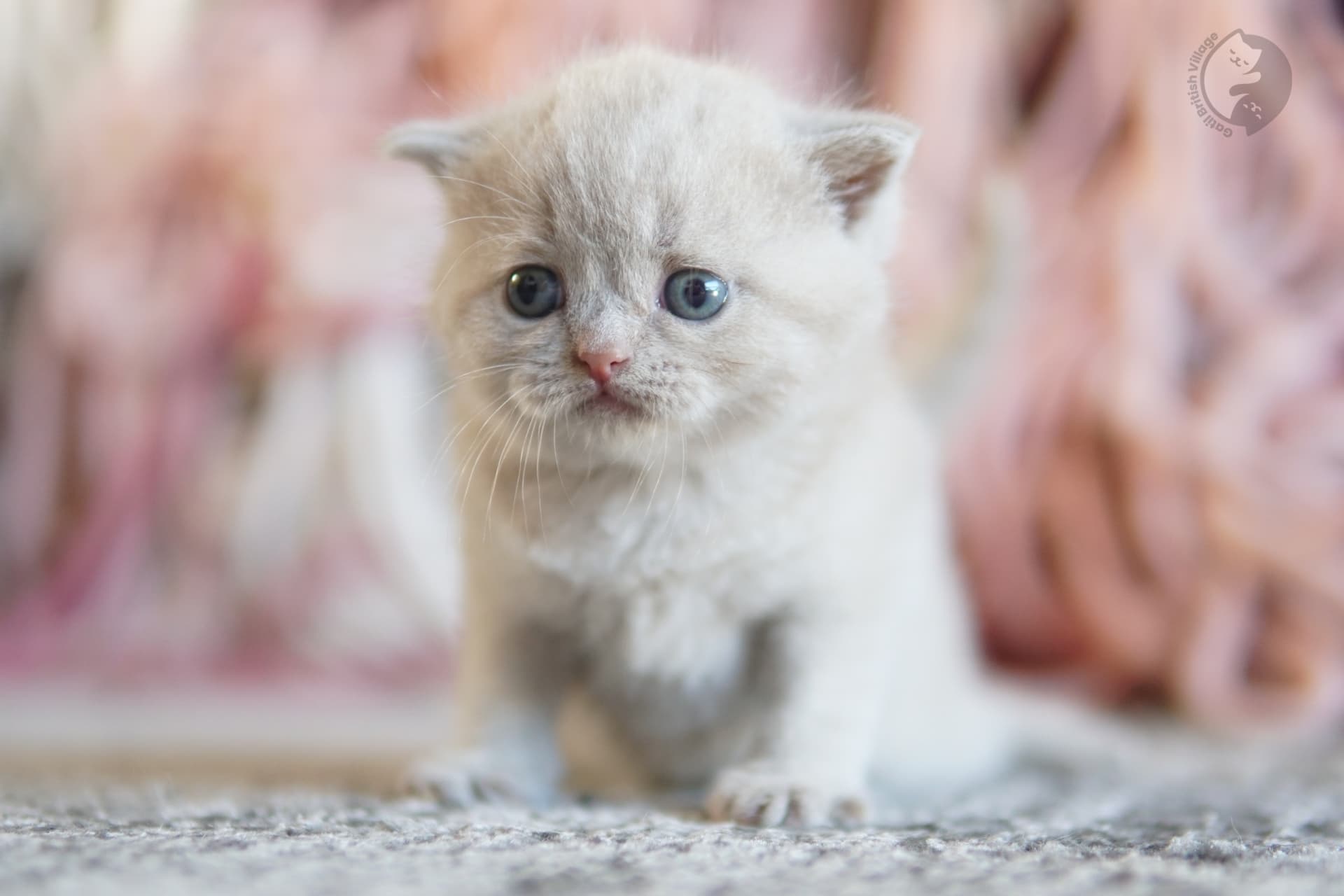 Cachorro British Shorthair azul oliendo el entorno con curiosidad, con pelaje destacado sobre fondo blanco