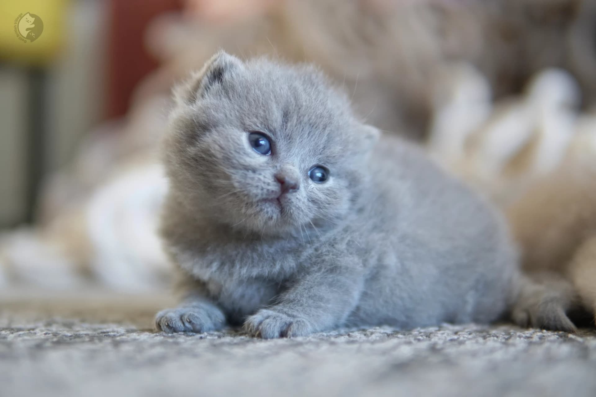 Cachorro British Shorthair azul envuelto en una manta rosa clara, en un escenario invernal con tonos pastel