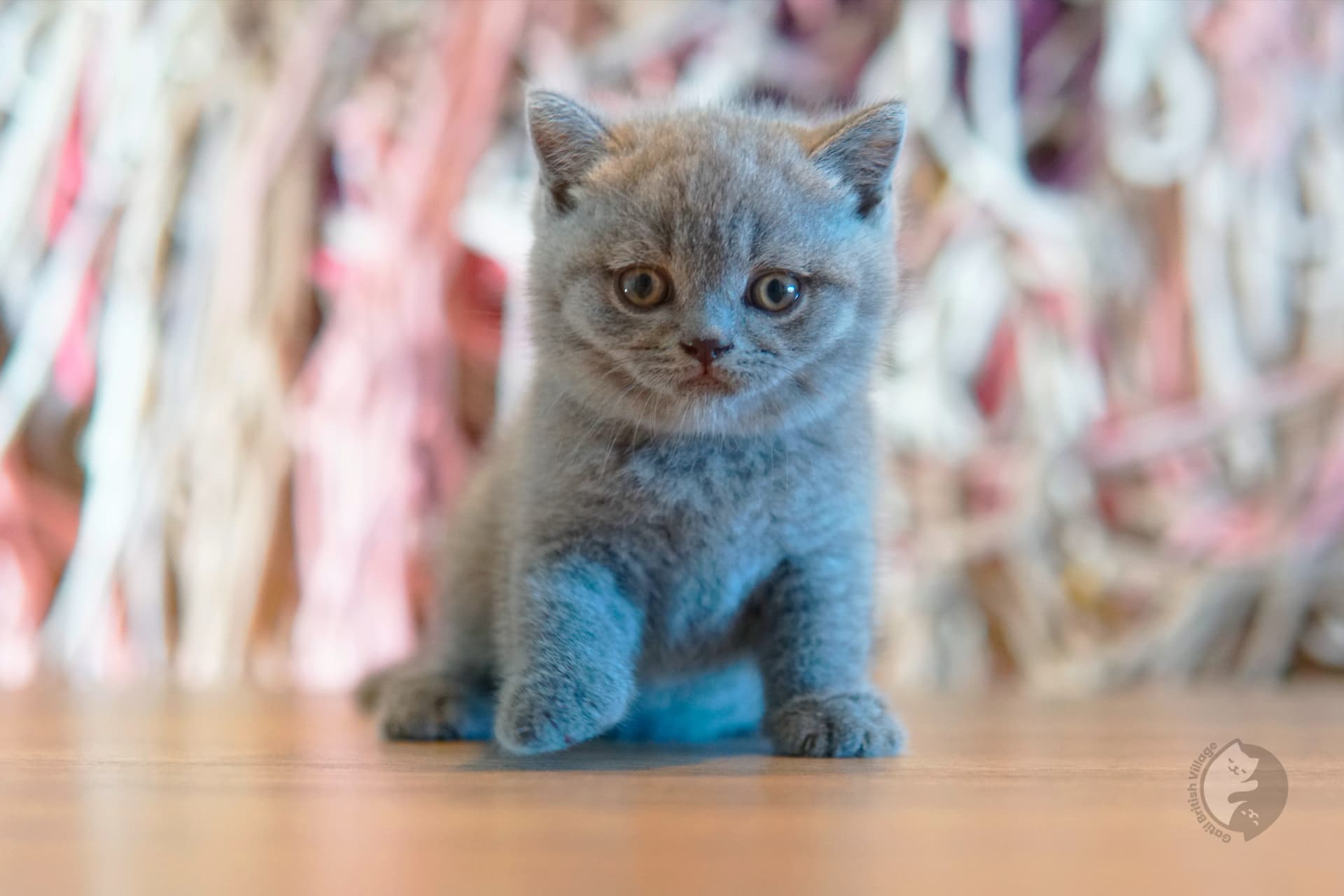 Cachorro British Shorthair azul mirando directamente a la cámara, con bigotes muy visibles