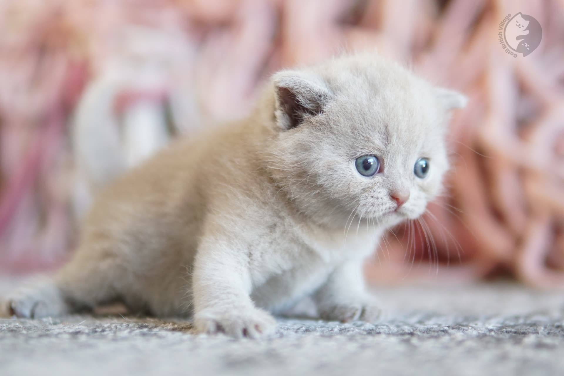 Cachorro British Shorthair azul acostado entre cojines mullidos, bajo luz natural suave