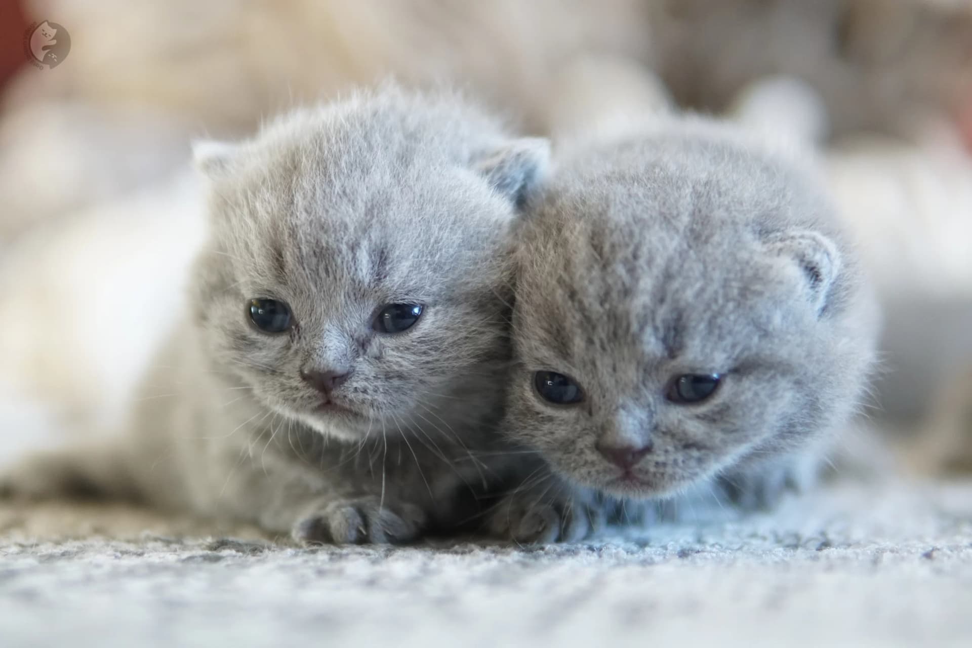 Cachorro British Shorthair lila durmiendo profundamente, junto a otro cachorro