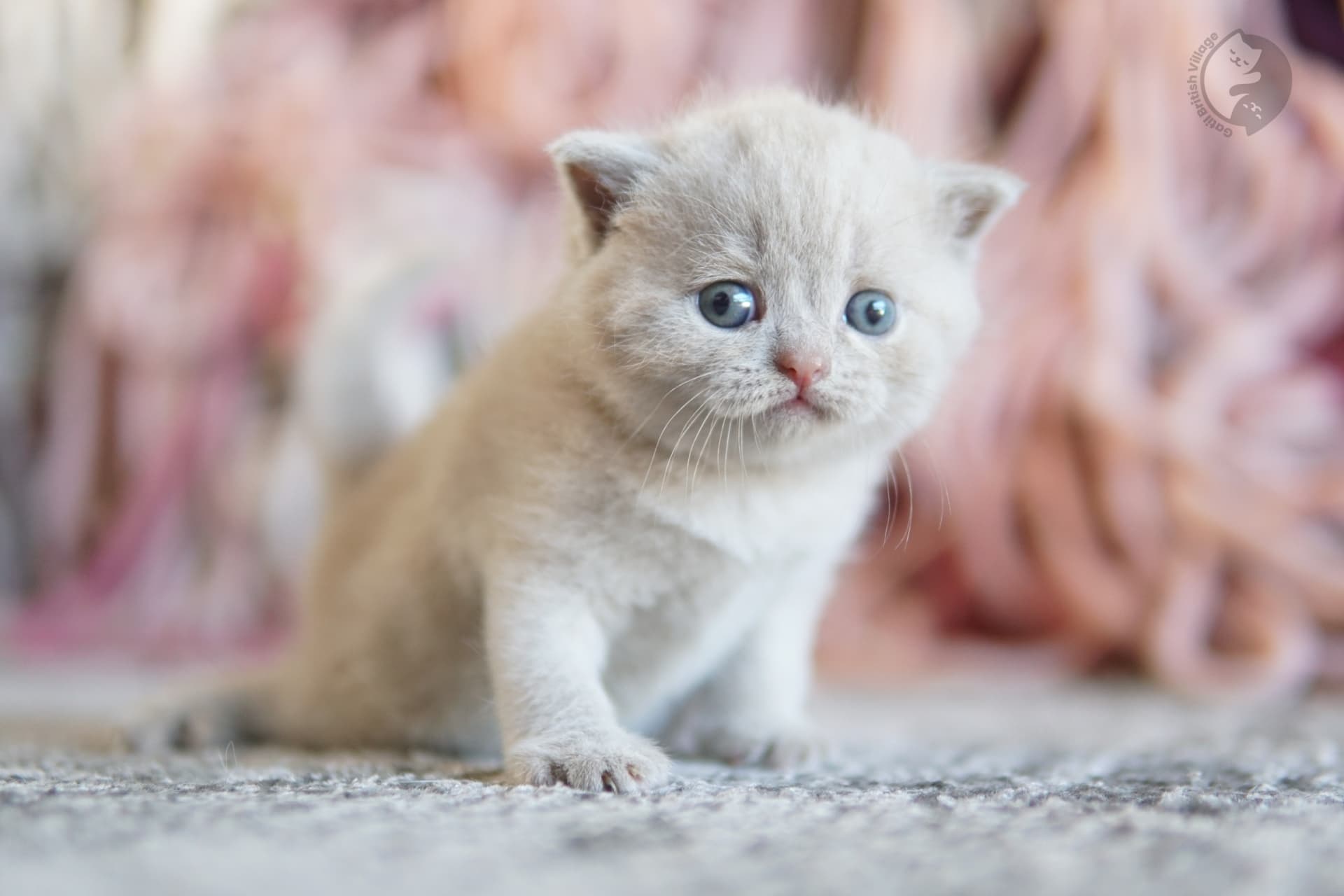 Cachorro British Shorthair azul jugando con un peluche, con los ojos medio cerrados