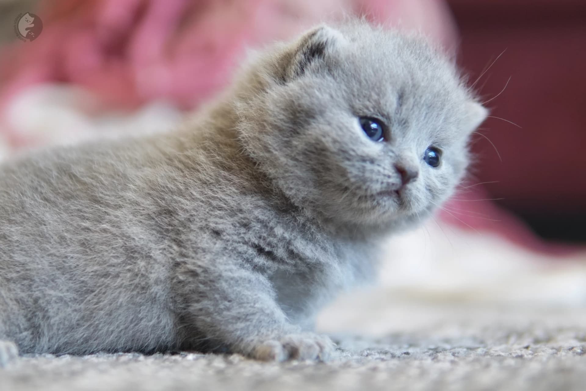 Cachorro British Shorthair lila durmiendo profundamente, en un escenario invernal con tonos pastel