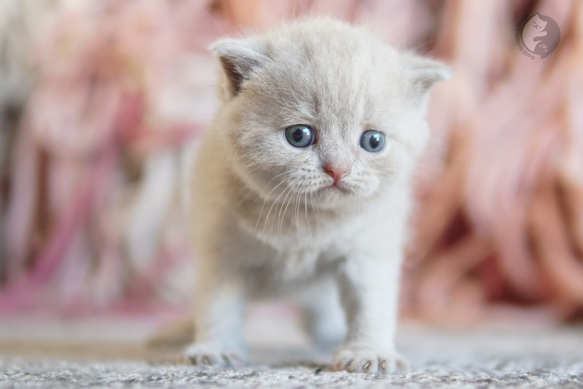 Cachorro British Shorthair lila con las orejas alertas, con pelaje destacado sobre fondo blanco