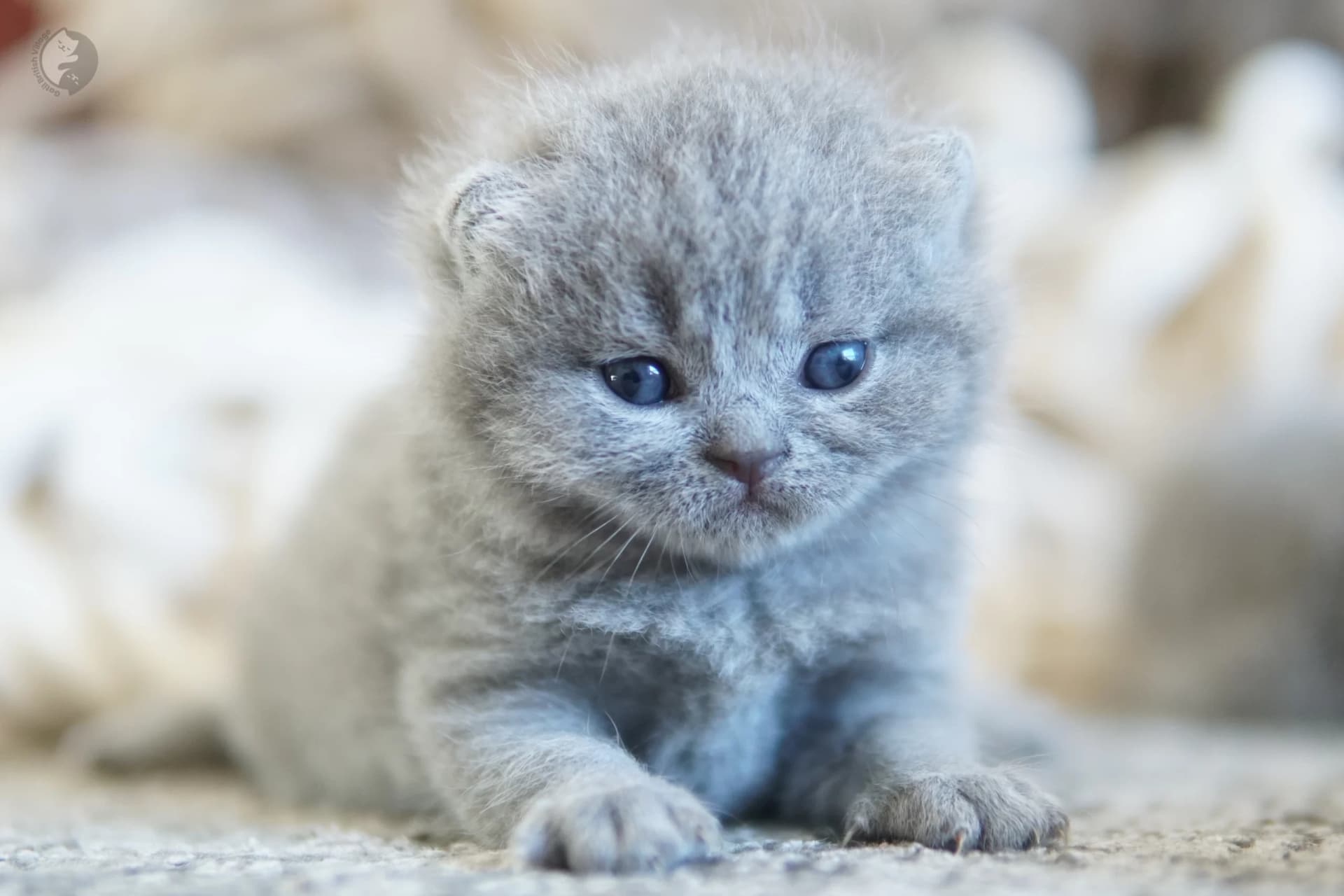 Cachorro British Shorthair lila envuelto en una manta de punto, en un entorno tranquilo y silencioso
