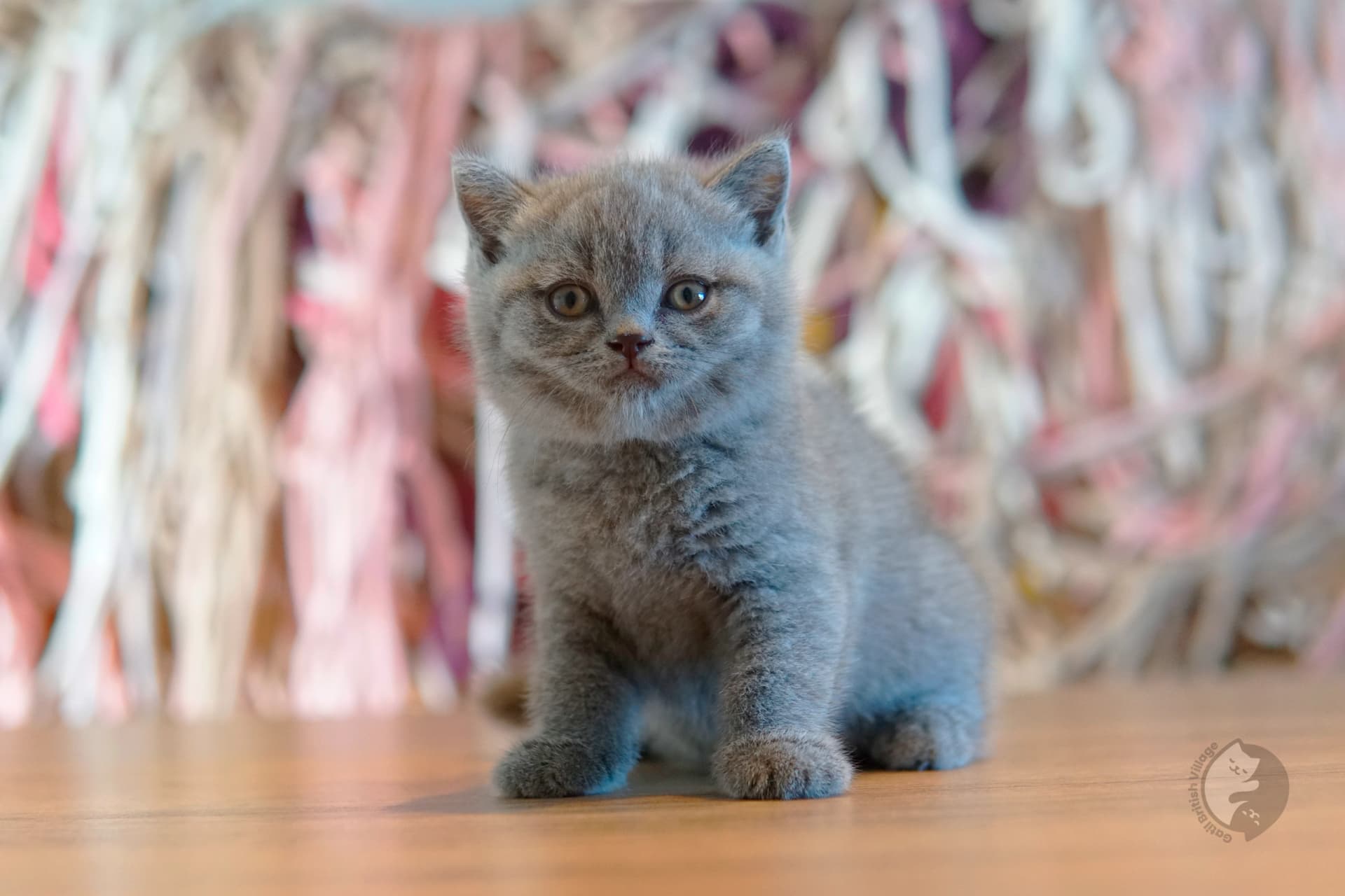 Cachorro British Shorthair azul mirando directamente a la cámara, junto a otro cachorro