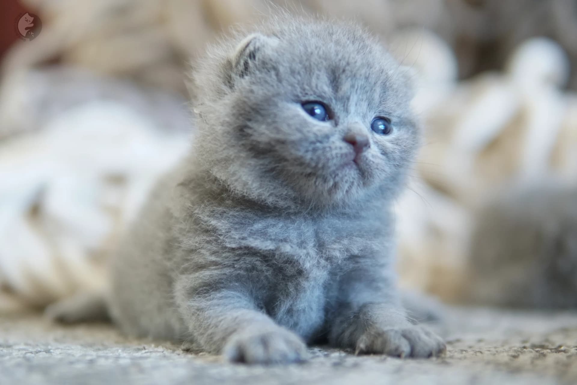 Cachorro British Shorthair lila envuelto en una manta de punto, con los ojos medio cerrados