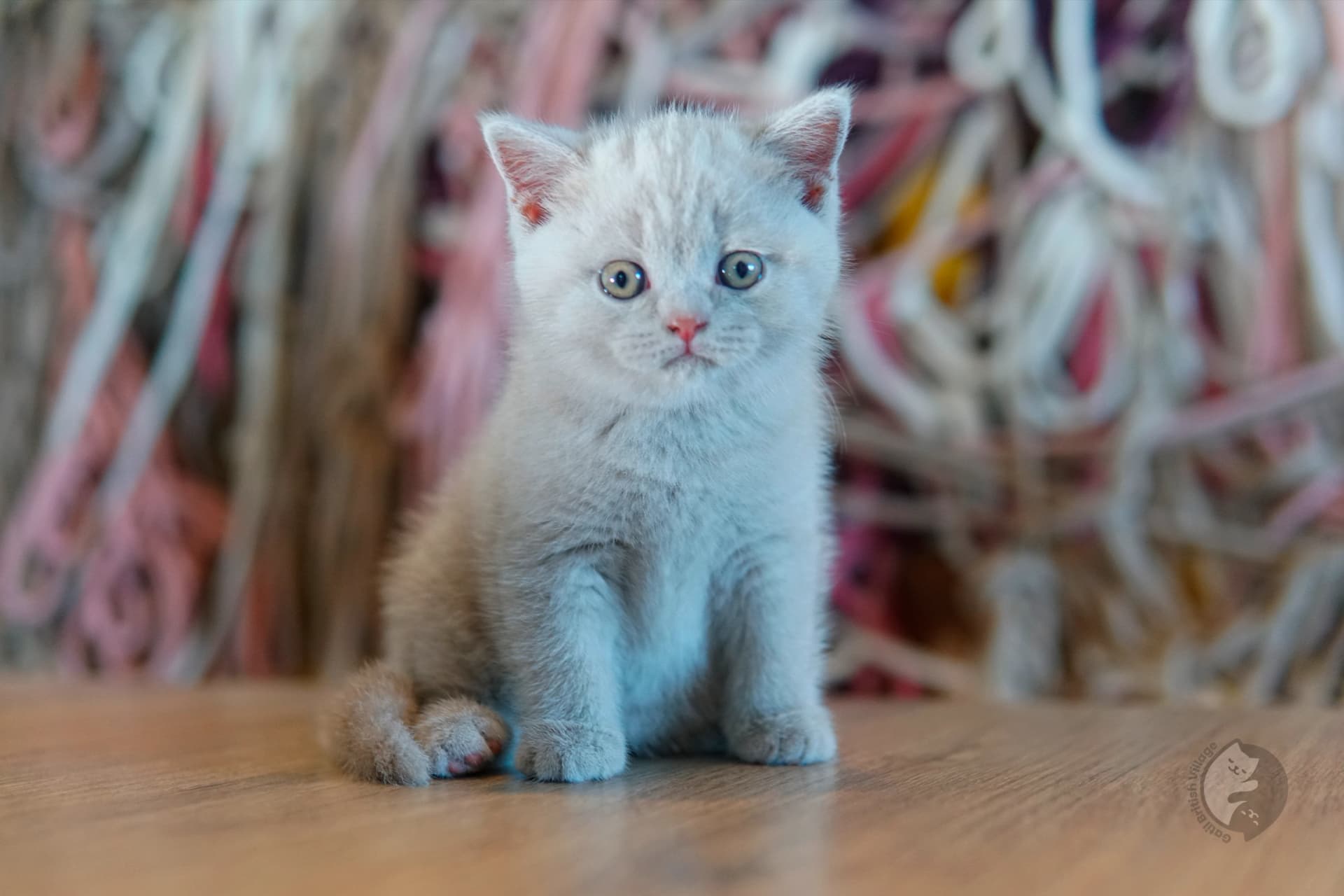 Cachorro British Shorthair azul jugando con un peluche, con expresión de serenidad