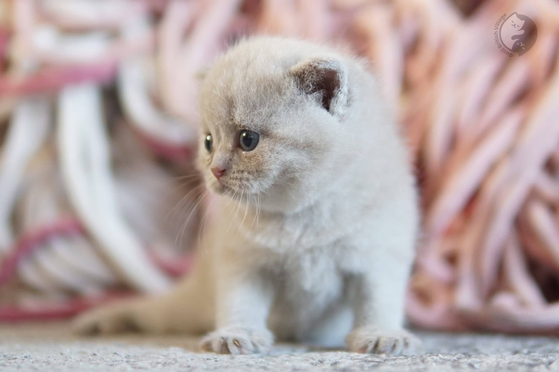 Cachorro British Shorthair lila mirando directamente a la cámara, con los ojos medio cerrados