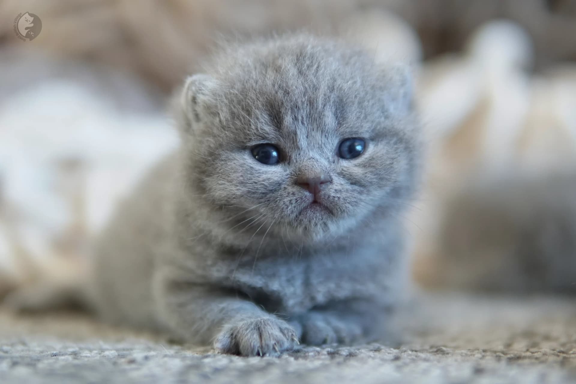 Cachorro British Shorthair lila durmiendo profundamente, en un entorno tranquilo y silencioso