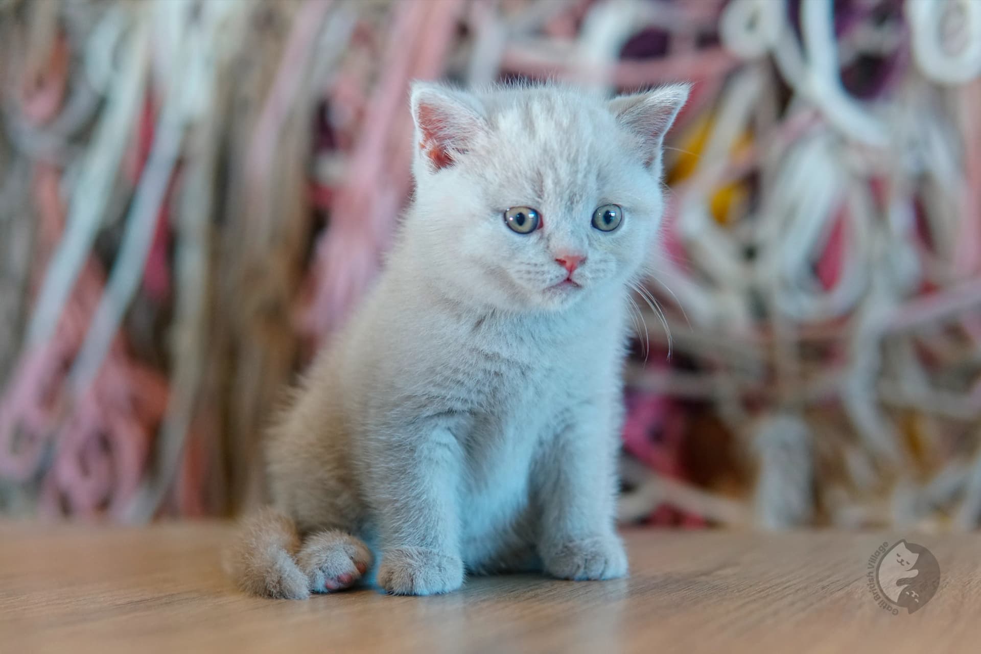 Cachorro British Shorthair azul envuelto en una manta rosa clara, junto a otro cachorro