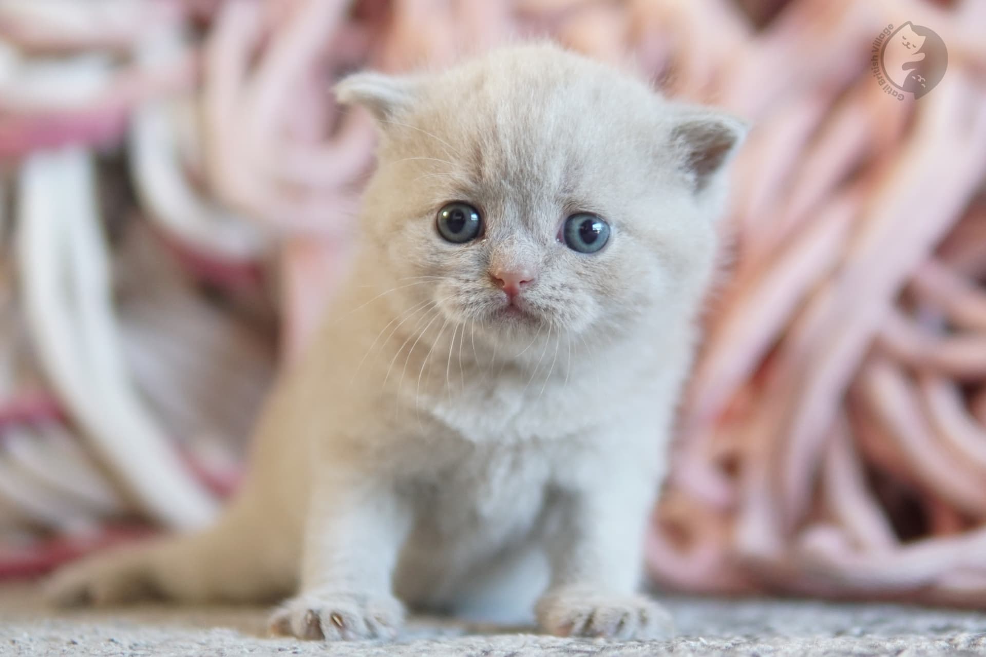 Cachorro British Shorthair azul oliendo el entorno con curiosidad, con expresión de serenidad