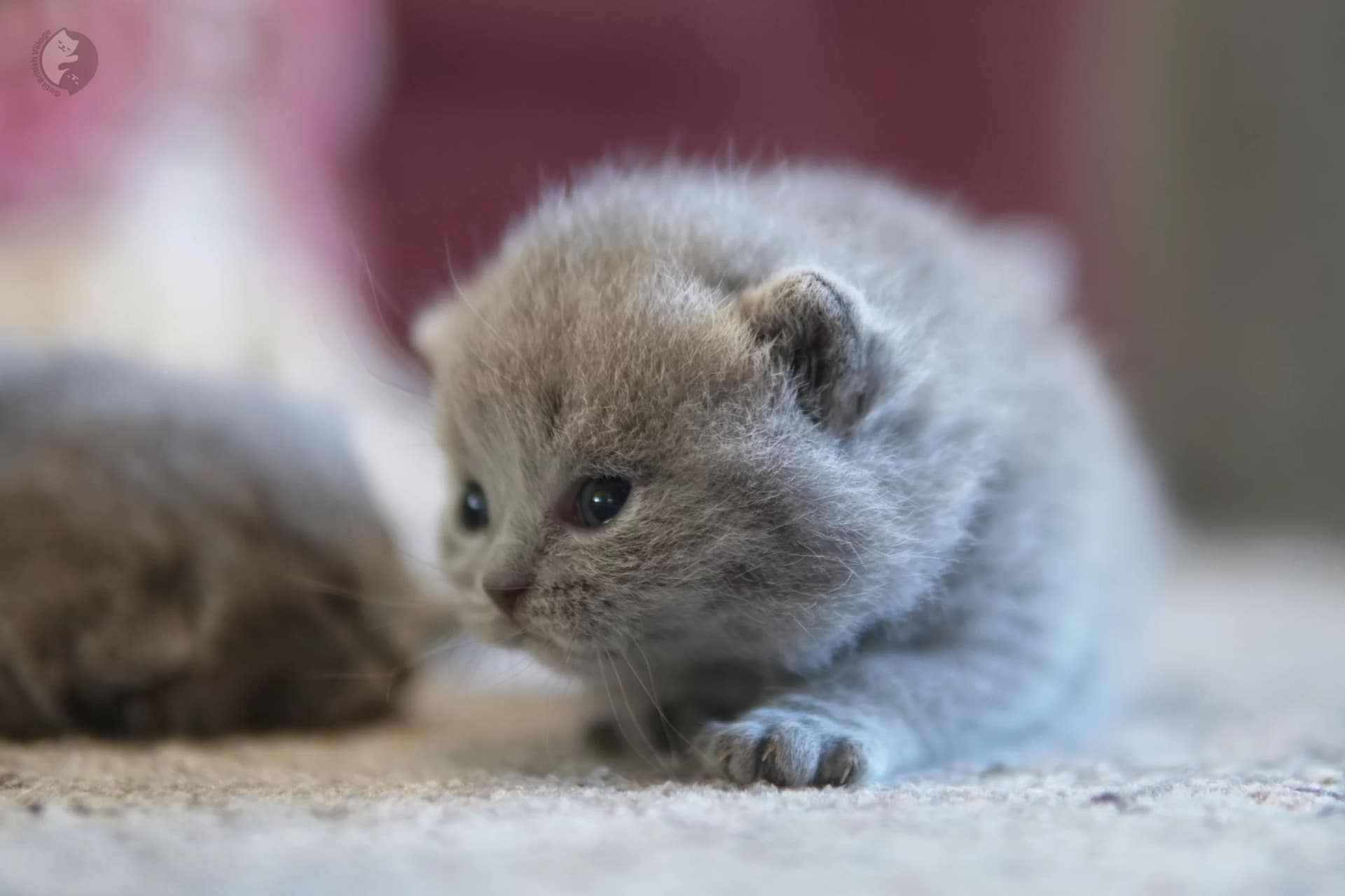 Cachorro British Shorthair azul durmiendo profundamente, con expresión de serenidad