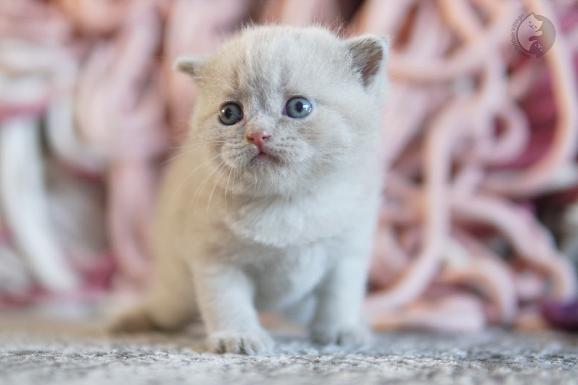 Cachorro British Shorthair azul con las patitas estiradas sobre la manta, en estudio con fondo neutro
